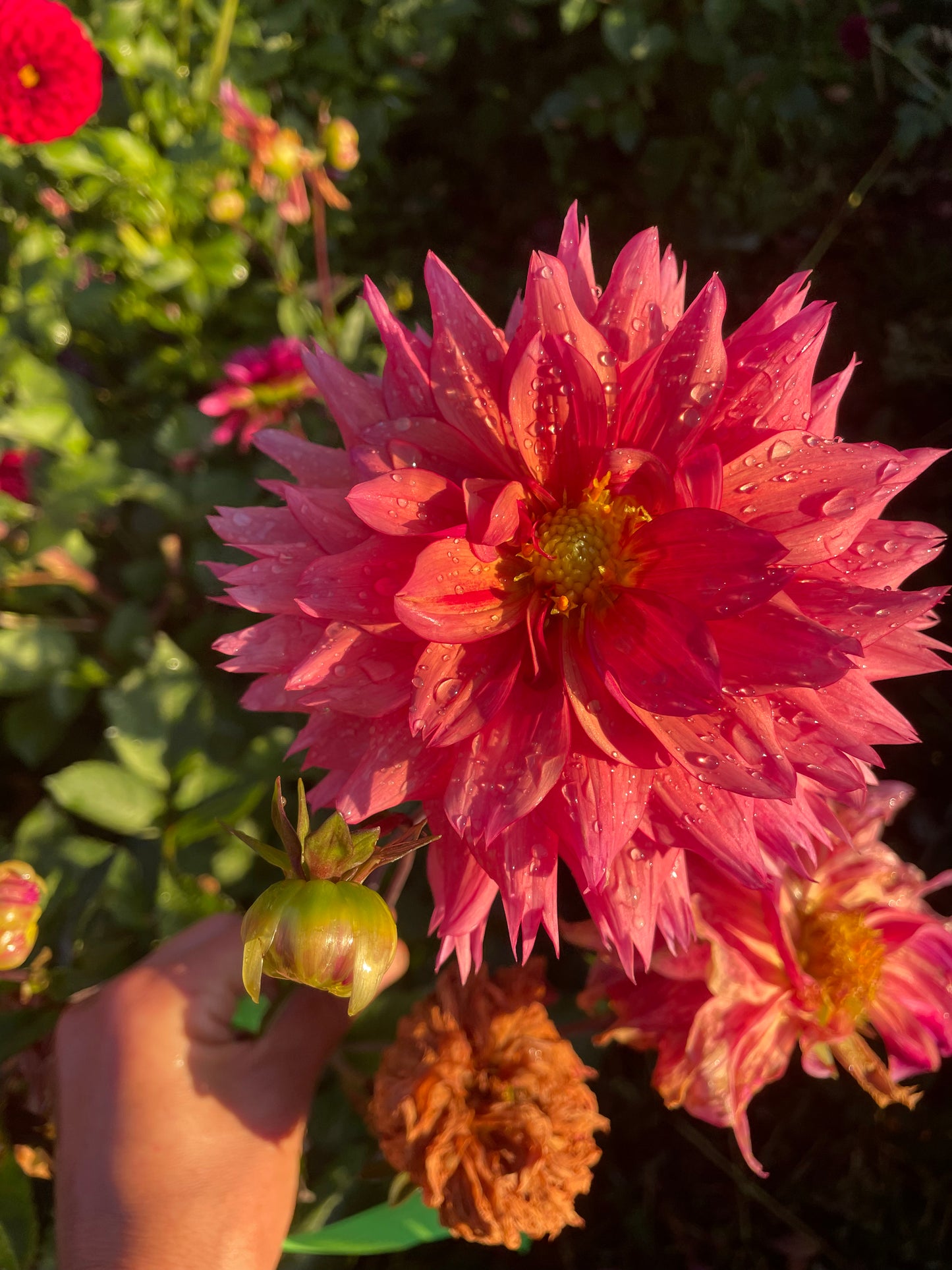 Sonic Bloom Dahlia Tuber