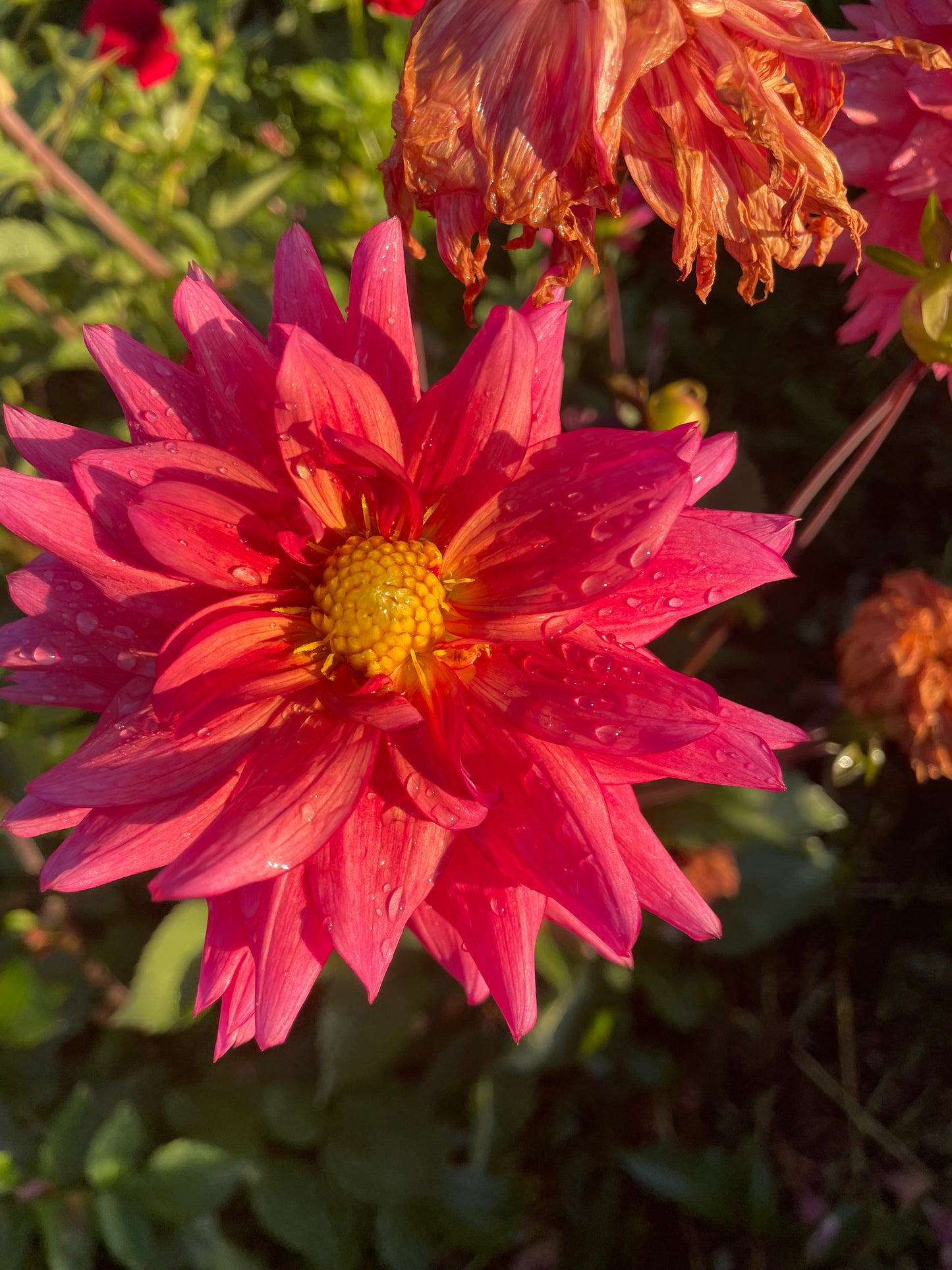 Sonic Bloom Dahlia Tuber