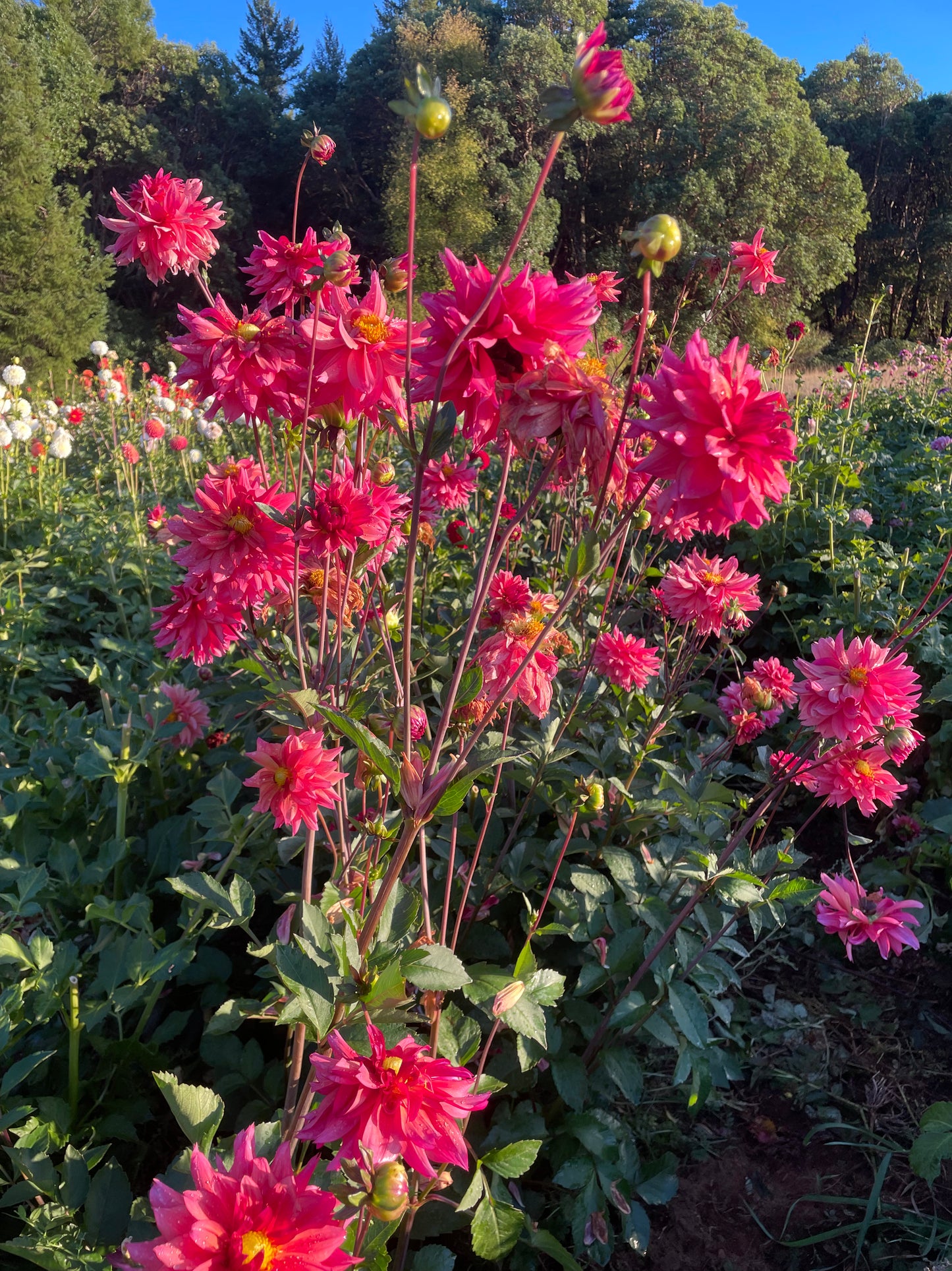 Sonic Bloom Dahlia Tuber