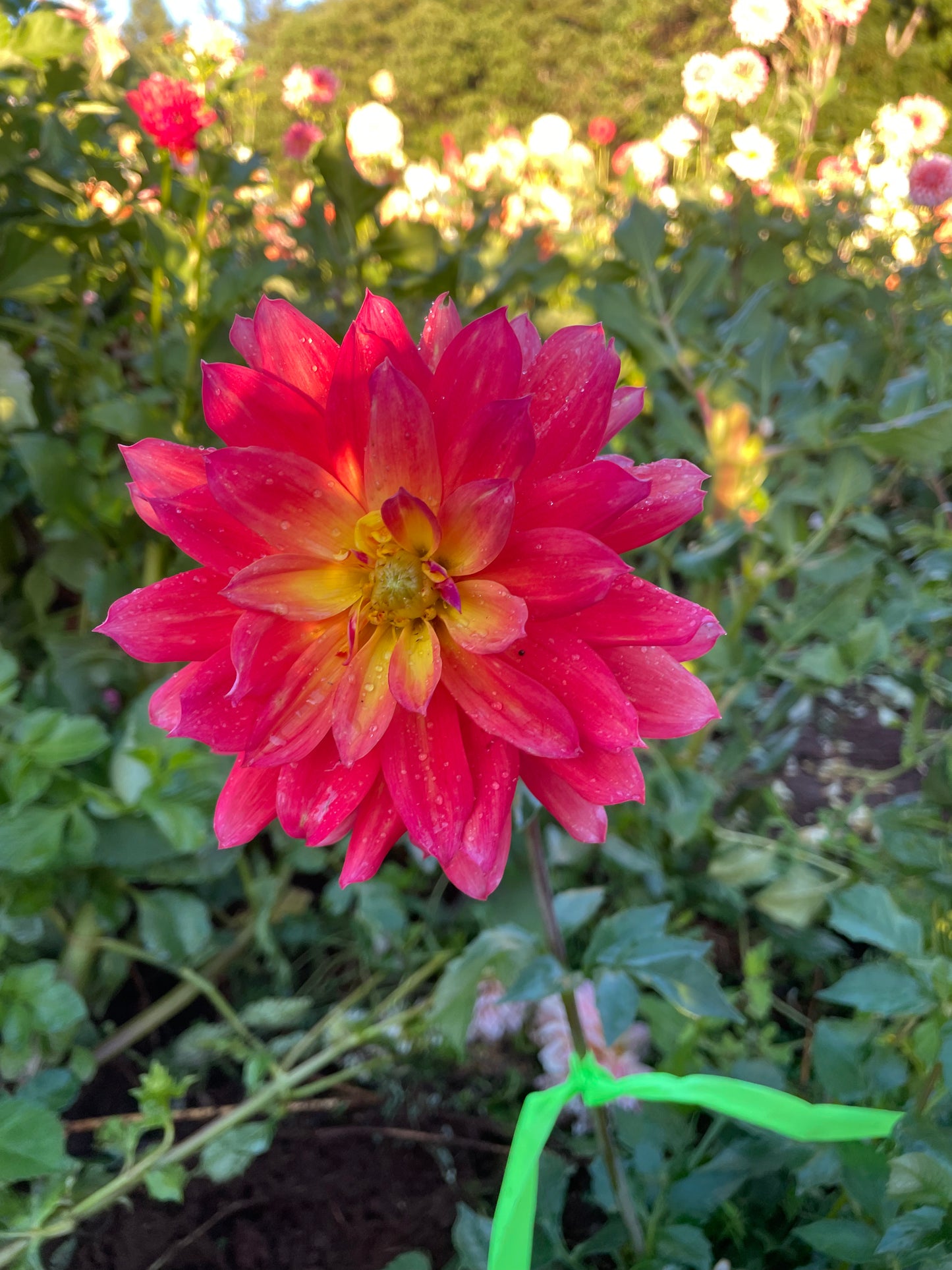 Firepot Dahlia Tuber