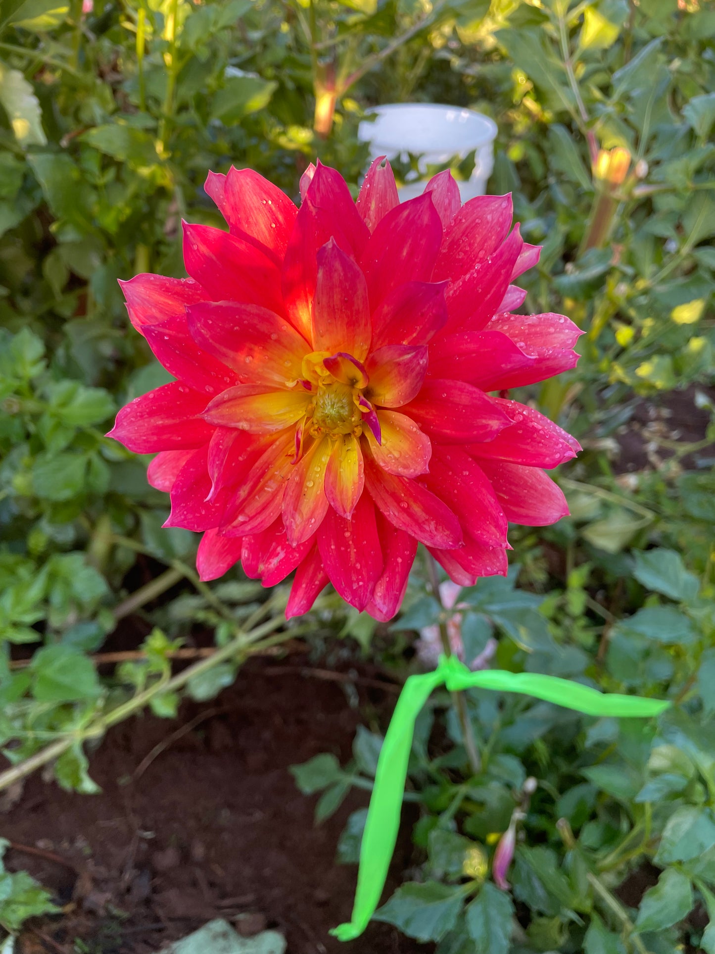 Firepot Dahlia Tuber