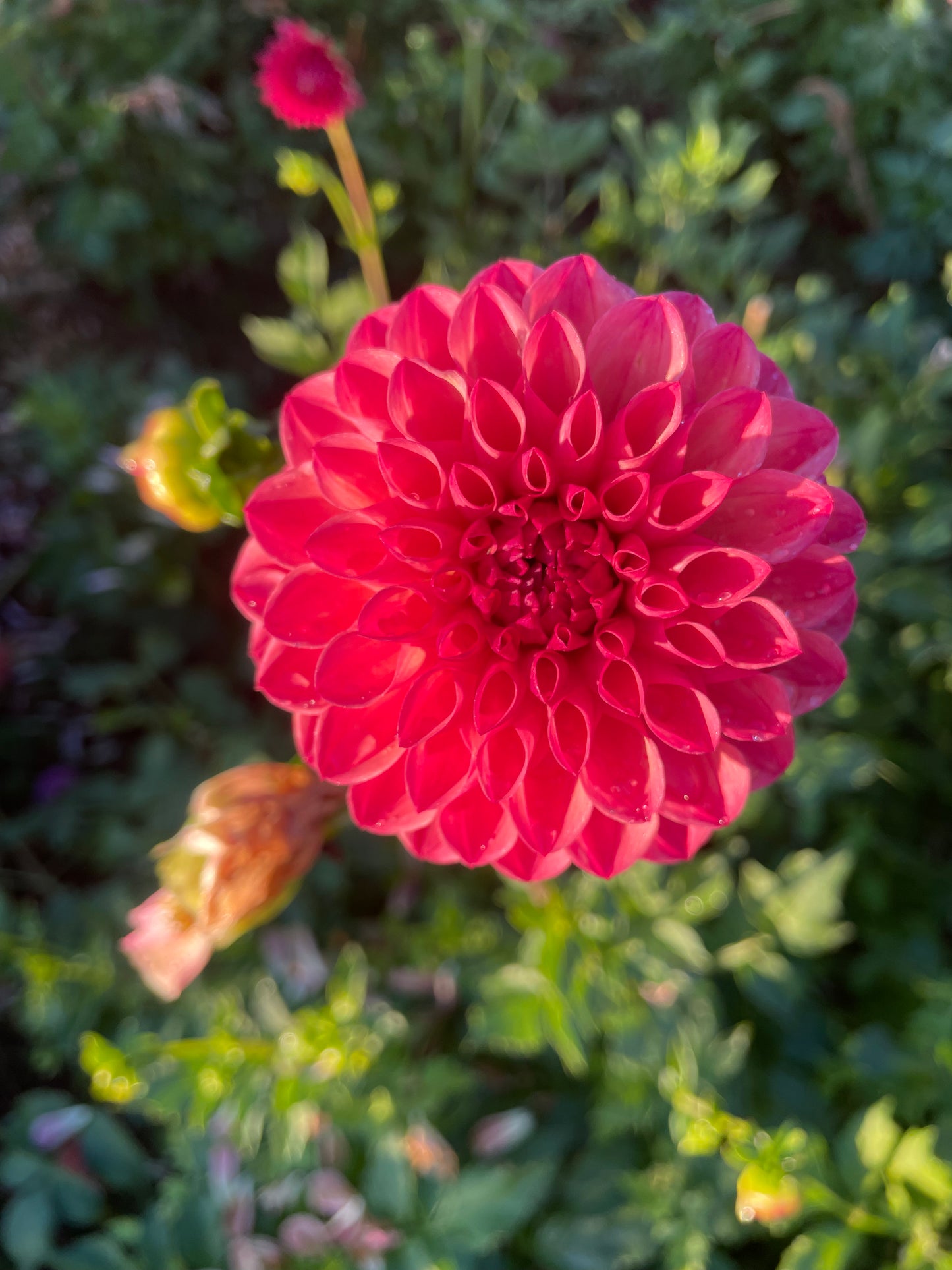 Chimacum Nadjae Dahlia Tuber