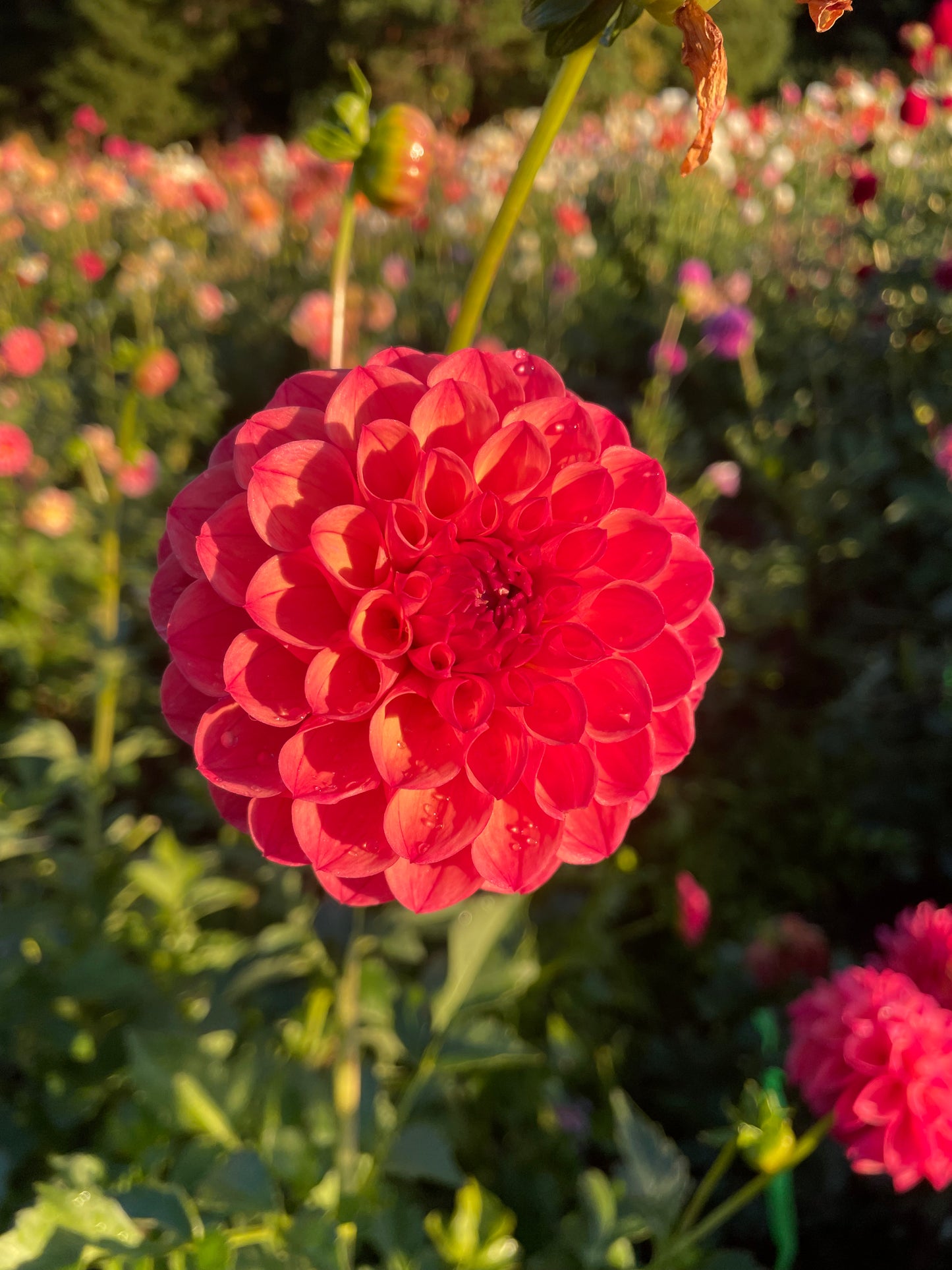Chimacum Nadjae Dahlia Tuber