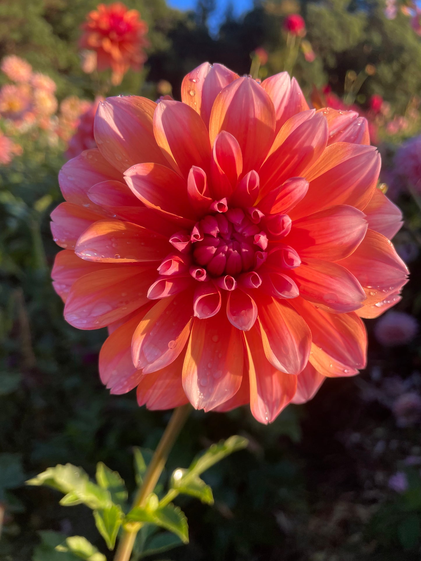 RobAnn Creamsicle Dahlia Tuber