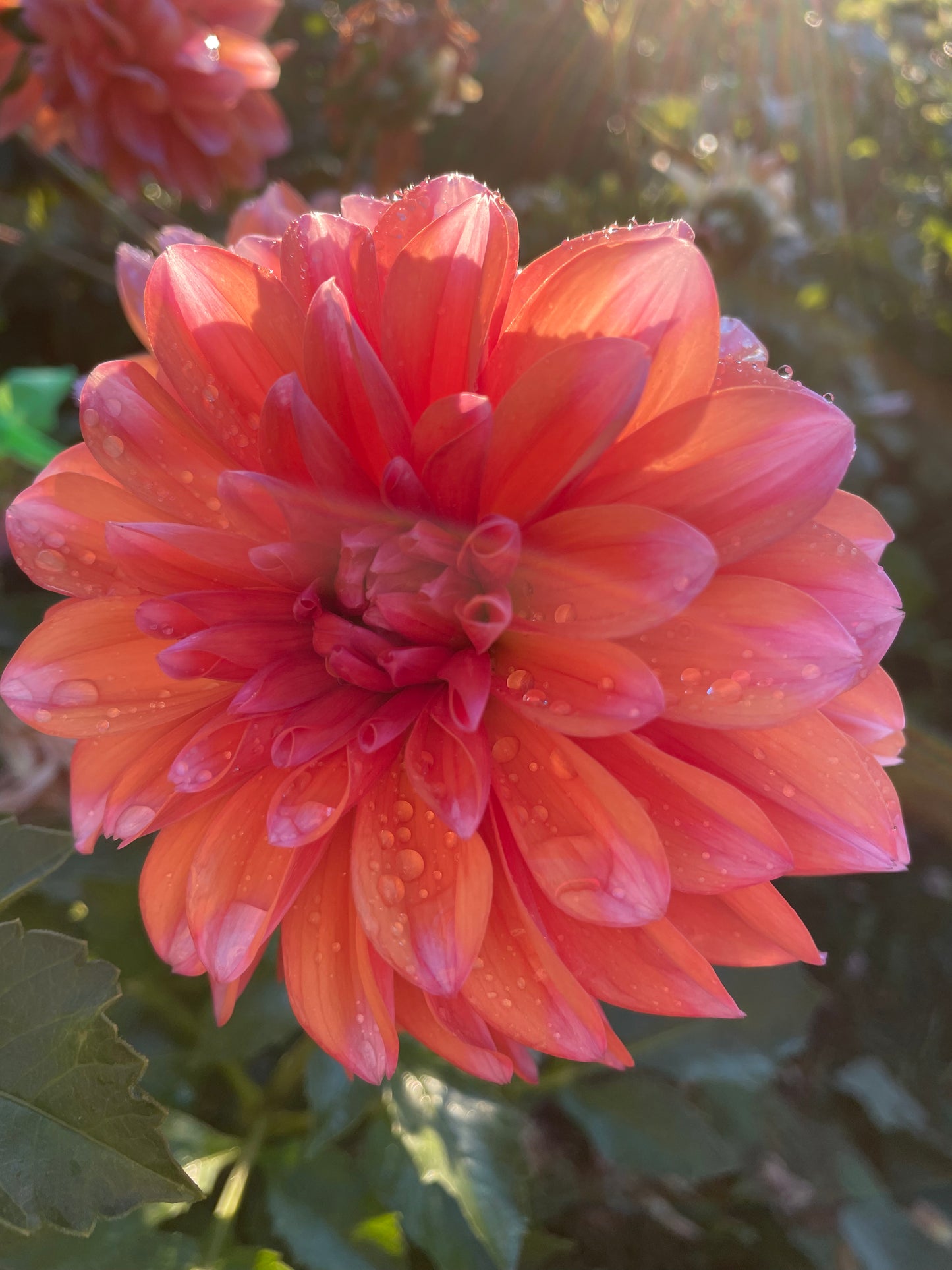 RobAnn Creamsicle Dahlia Tuber
