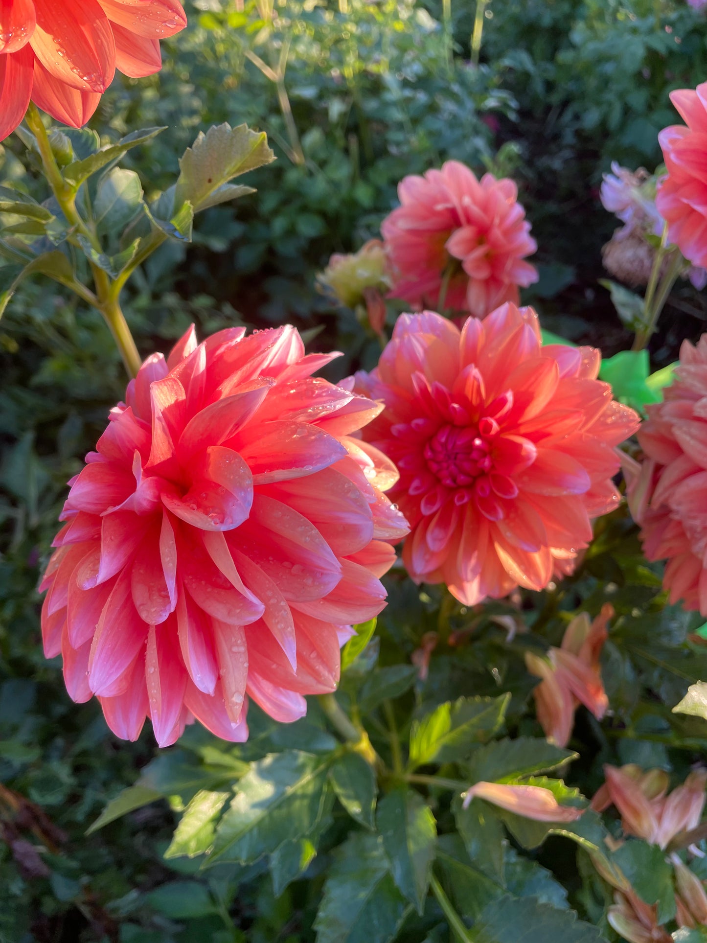 RobAnn Creamsicle Dahlia Tuber