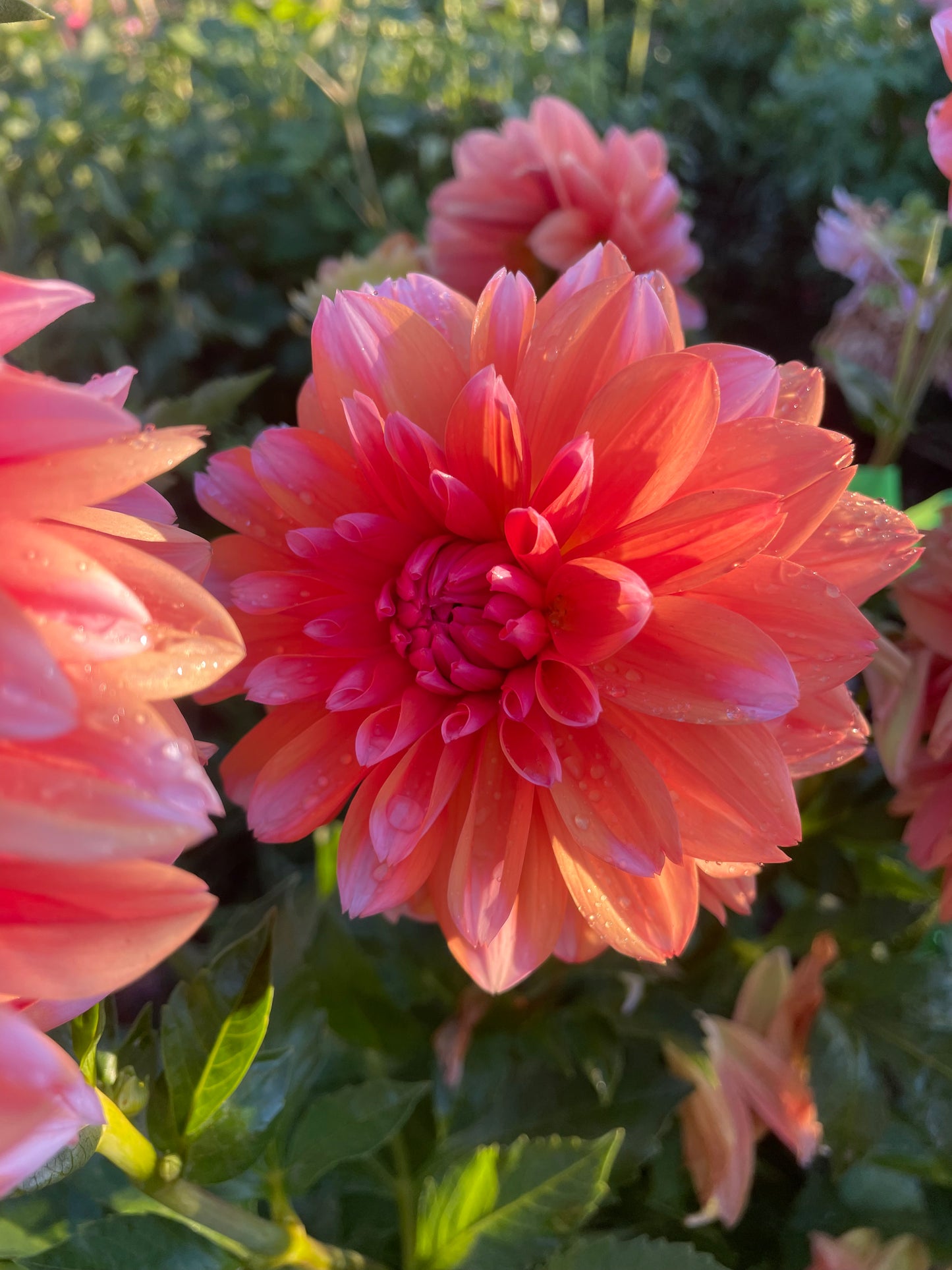 RobAnn Creamsicle Dahlia Tuber