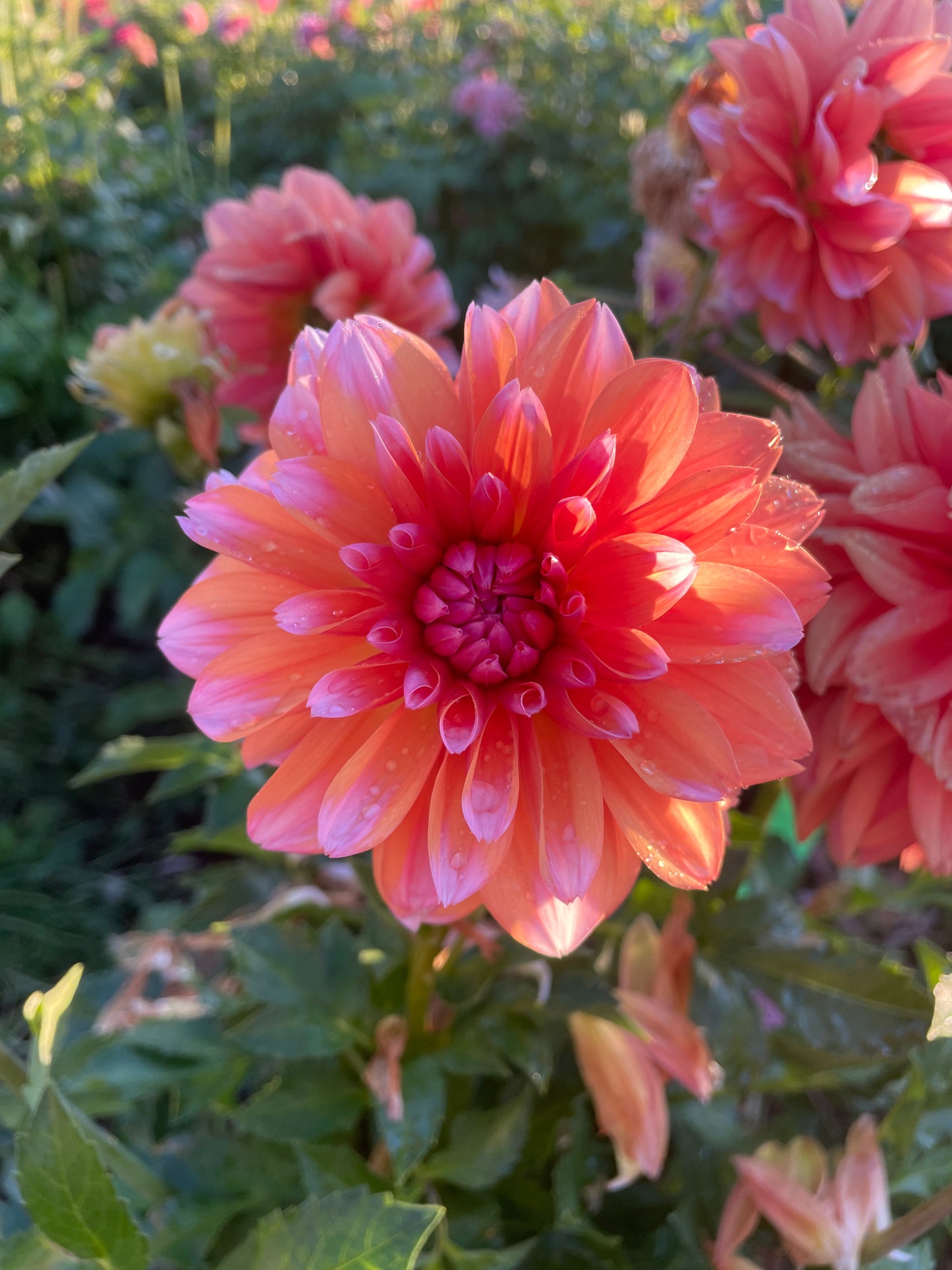 RobAnn Creamsicle Dahlia Tuber