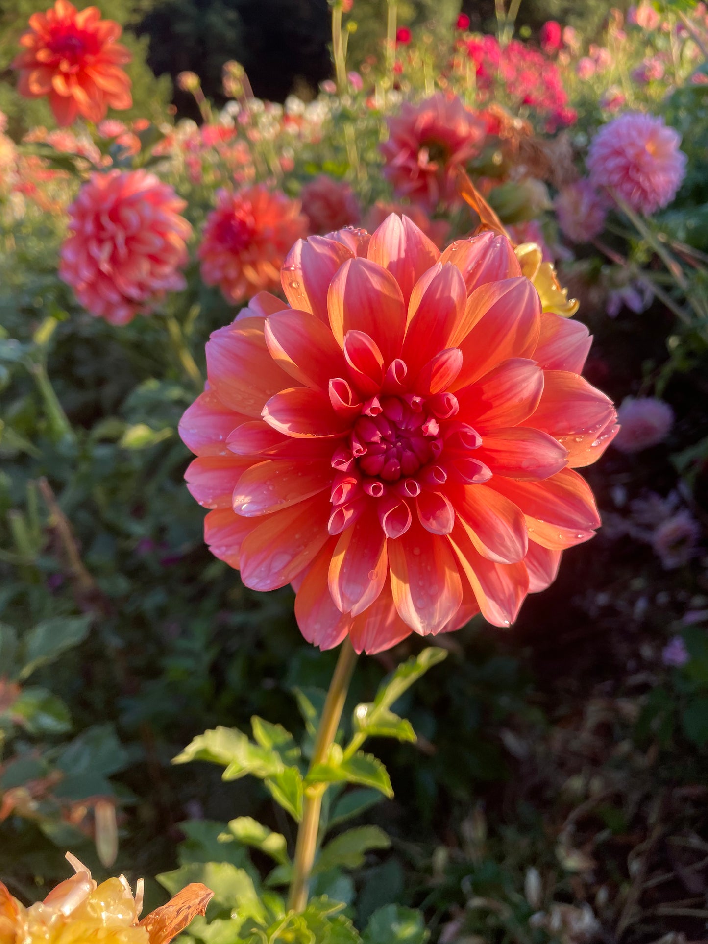 RobAnn Creamsicle Dahlia Tuber
