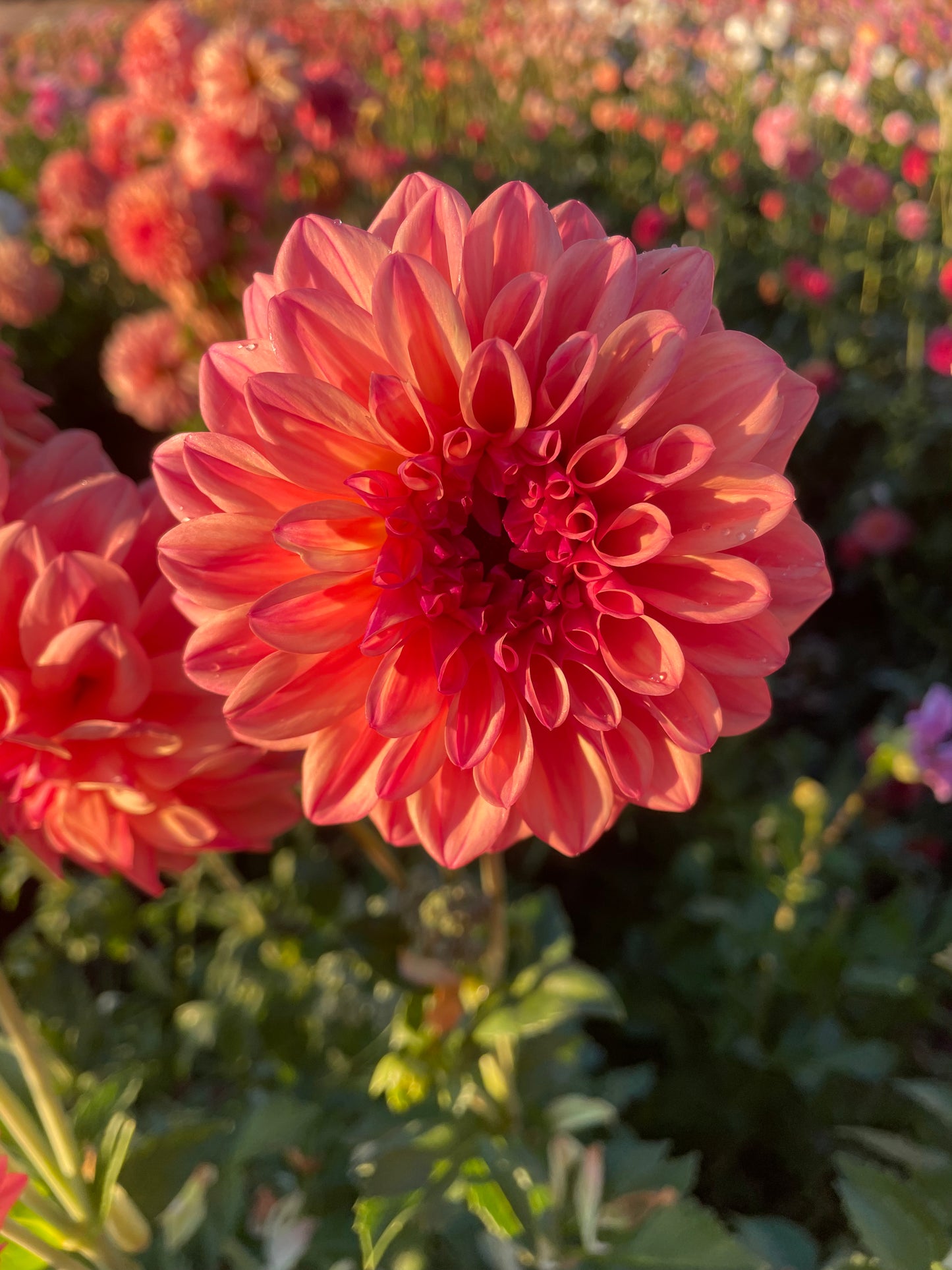RobAnn Creamsicle Dahlia Tuber