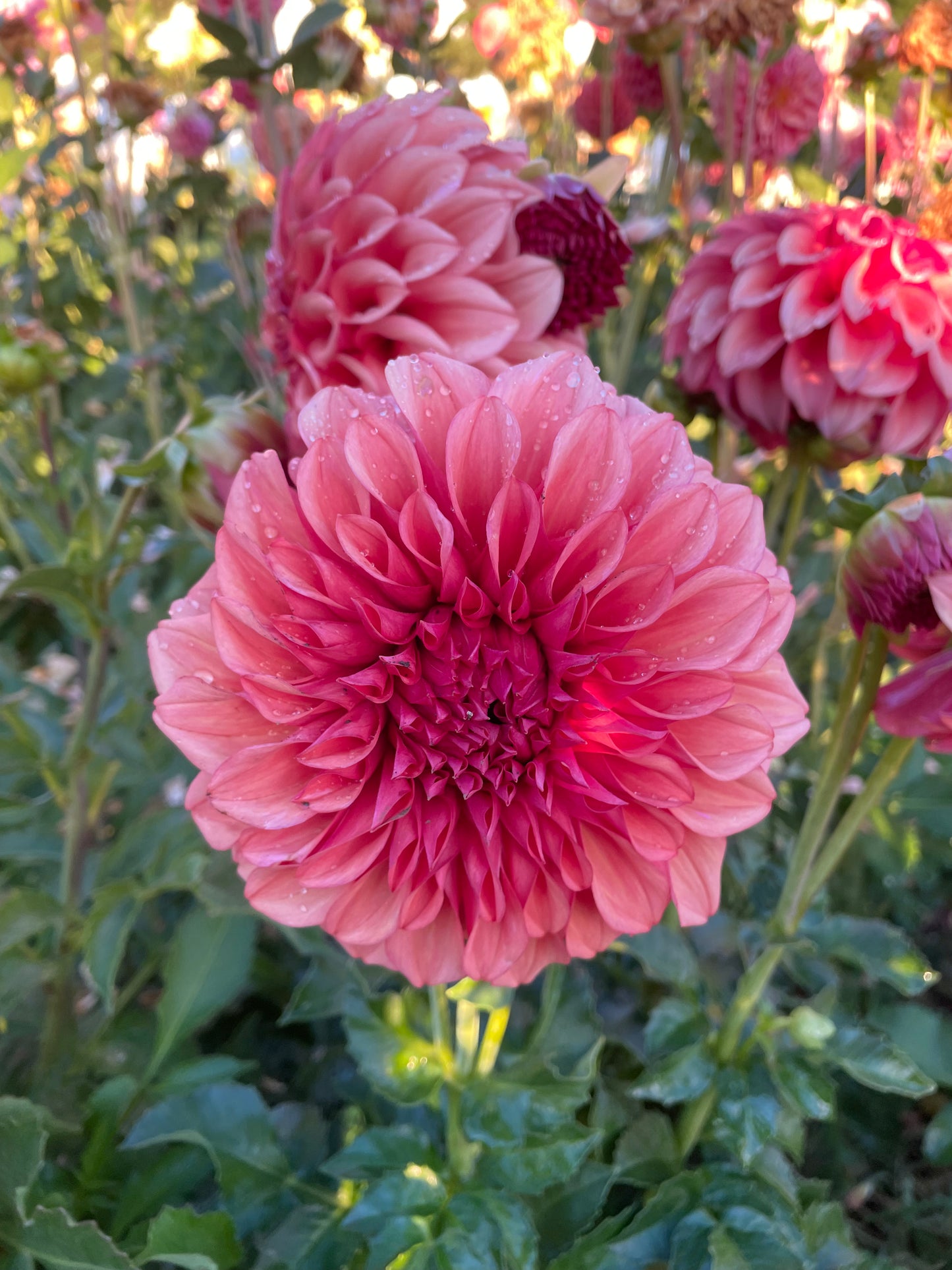 Orange Globe Dahlia Tuber
