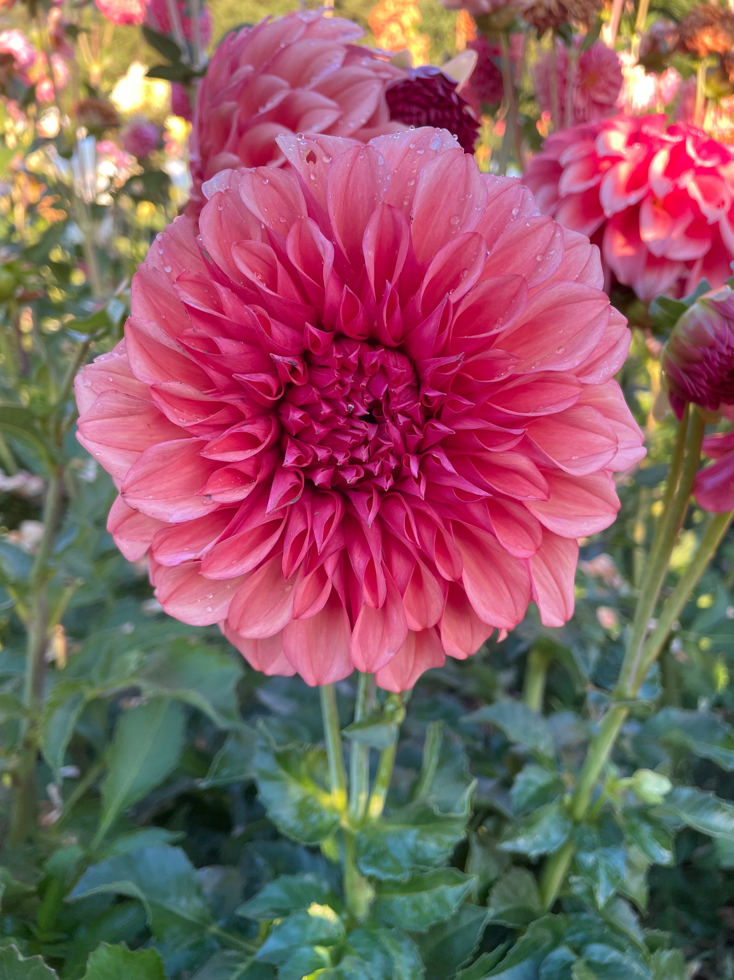 Orange Globe Dahlia Tuber