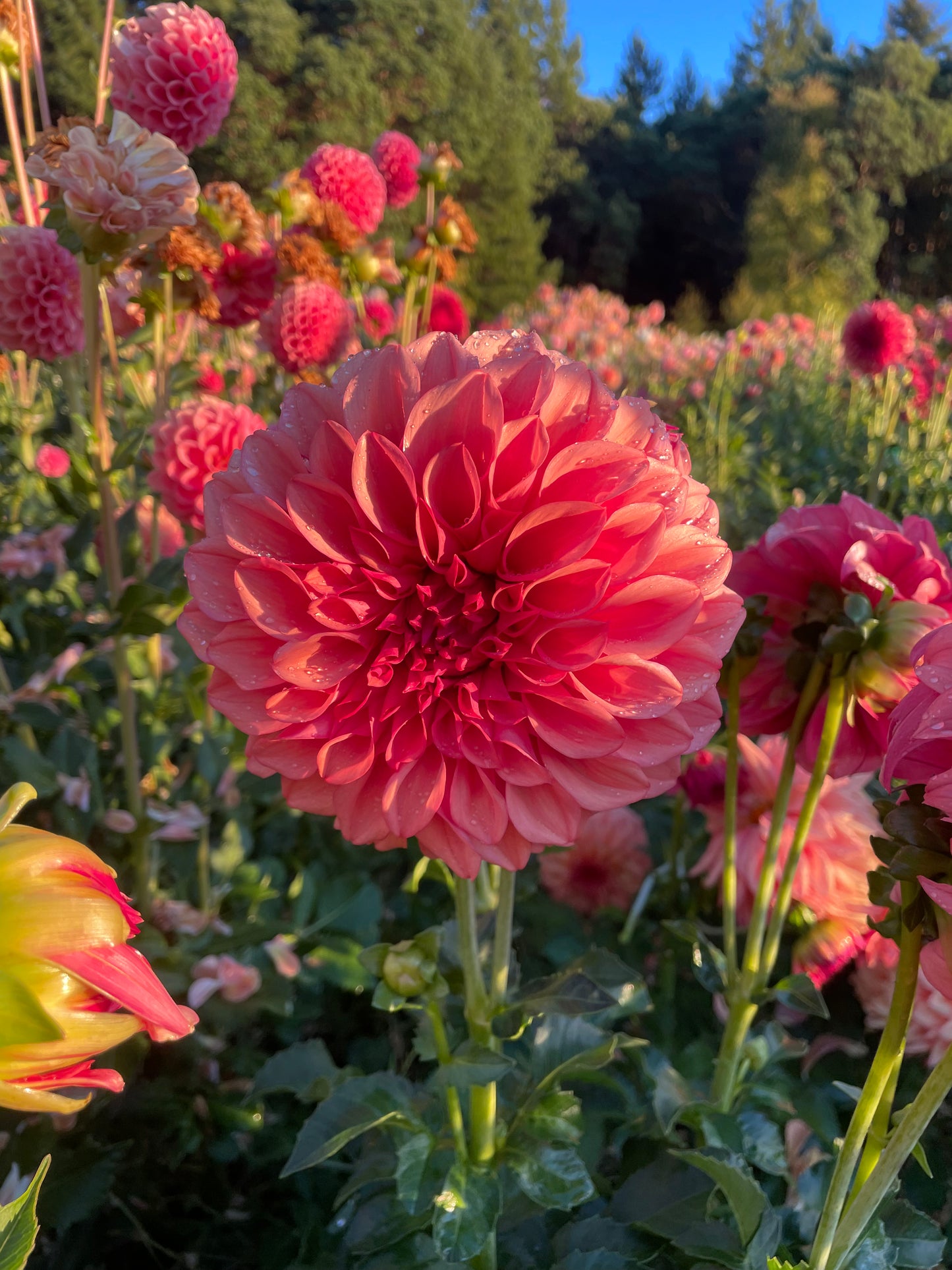 Orange Globe Dahlia Tuber