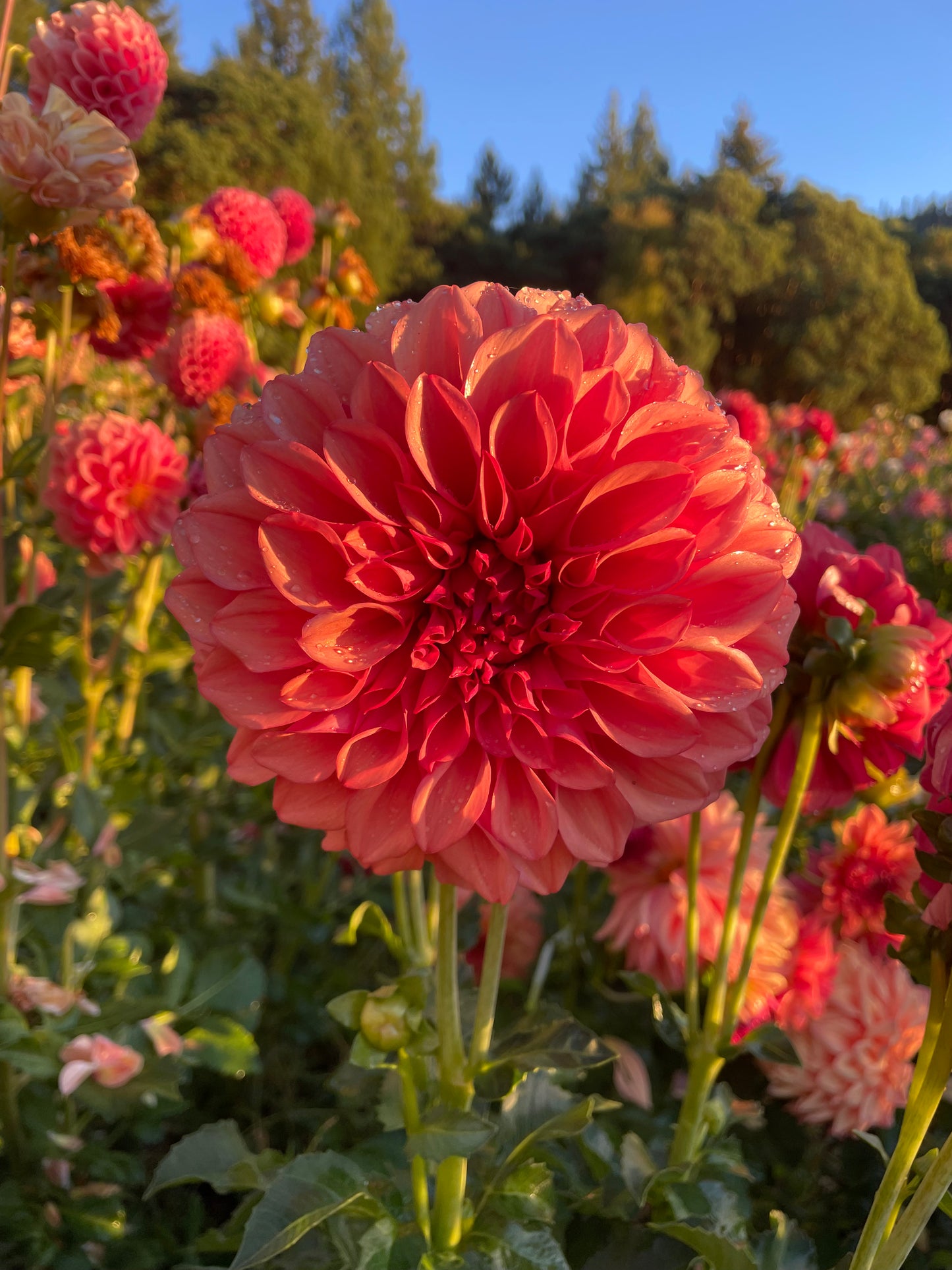 Orange Globe Dahlia Tuber
