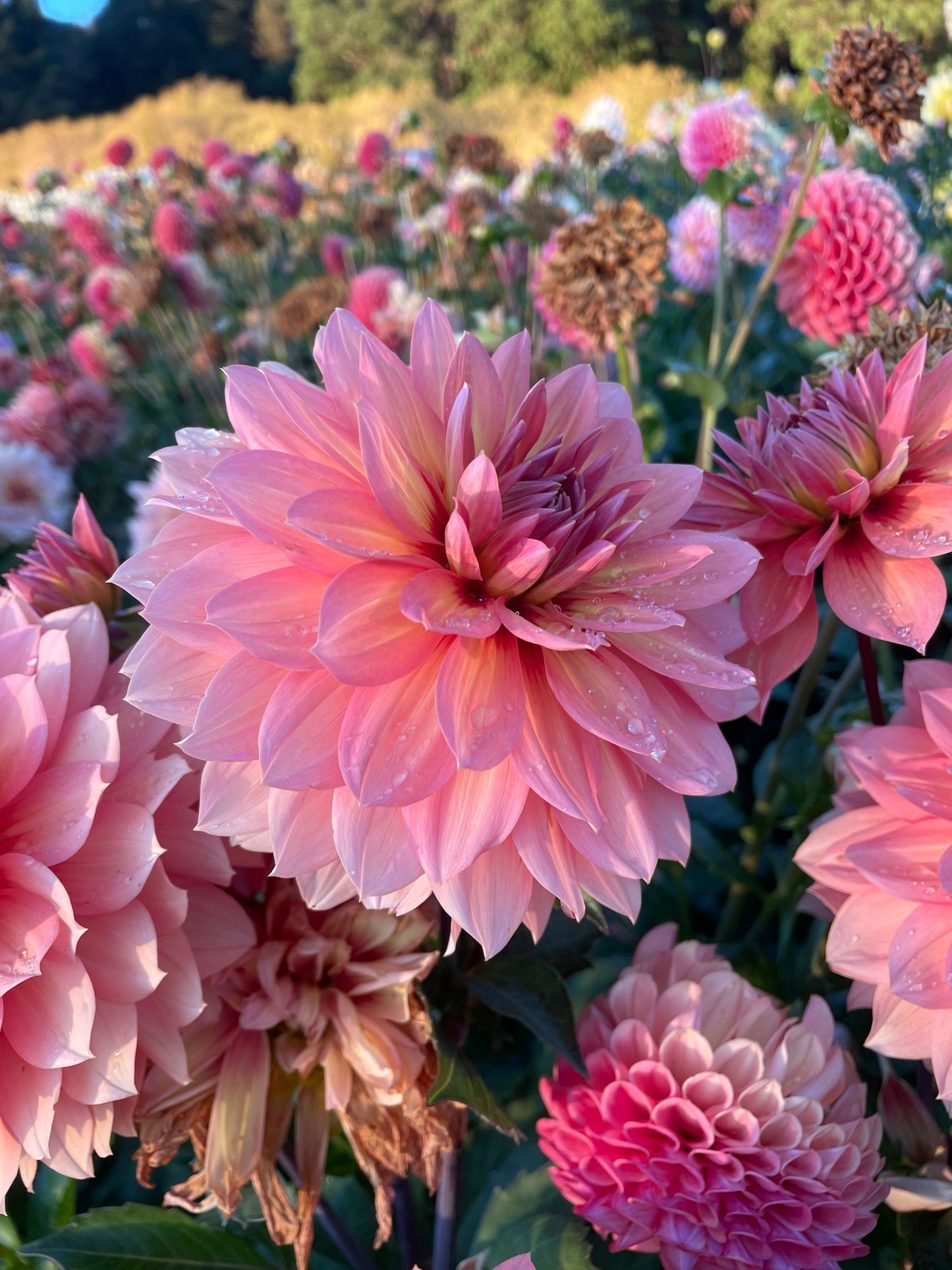 Nicholas Dahlia Tuber