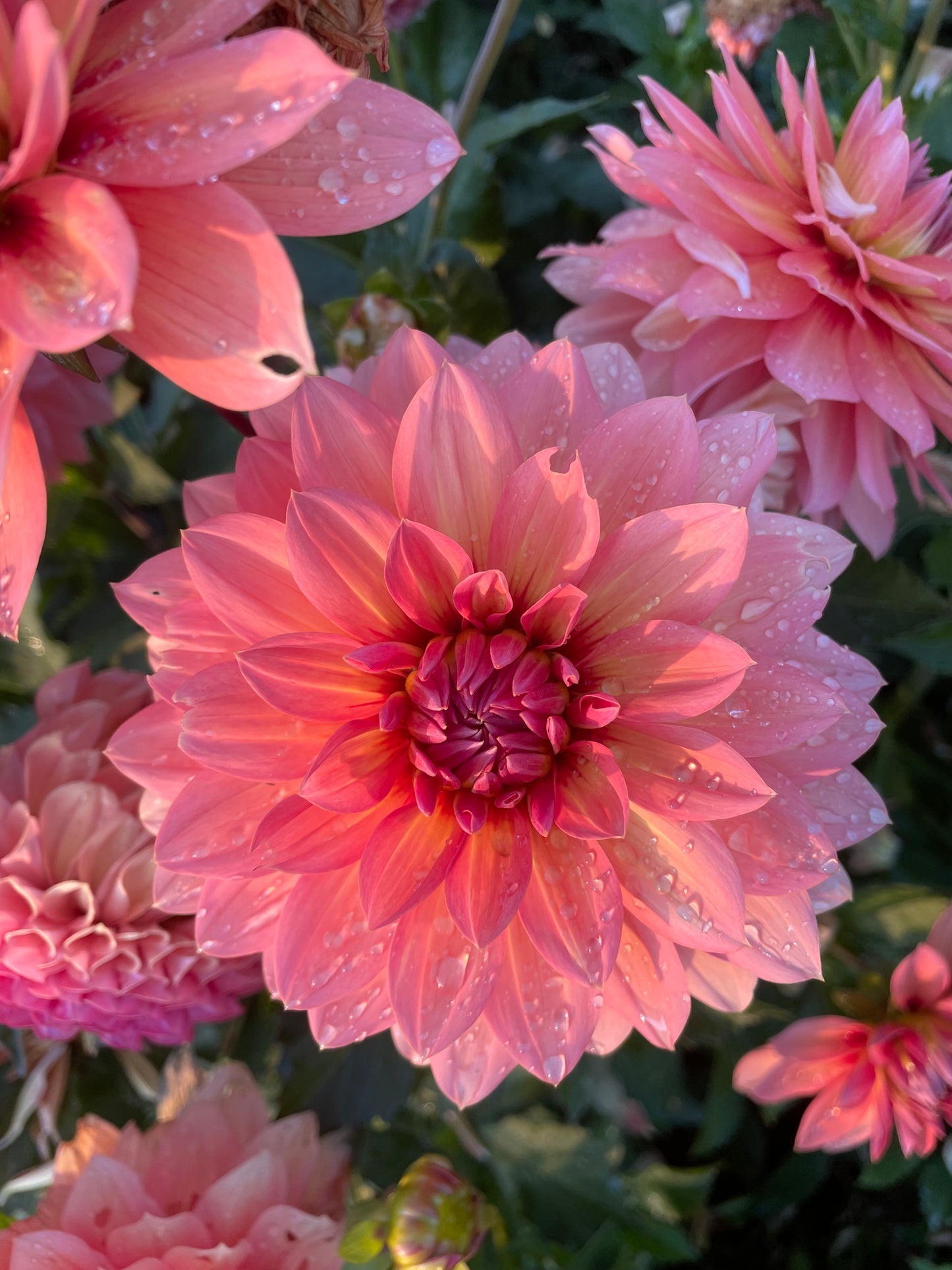 Nicholas Dahlia Tuber