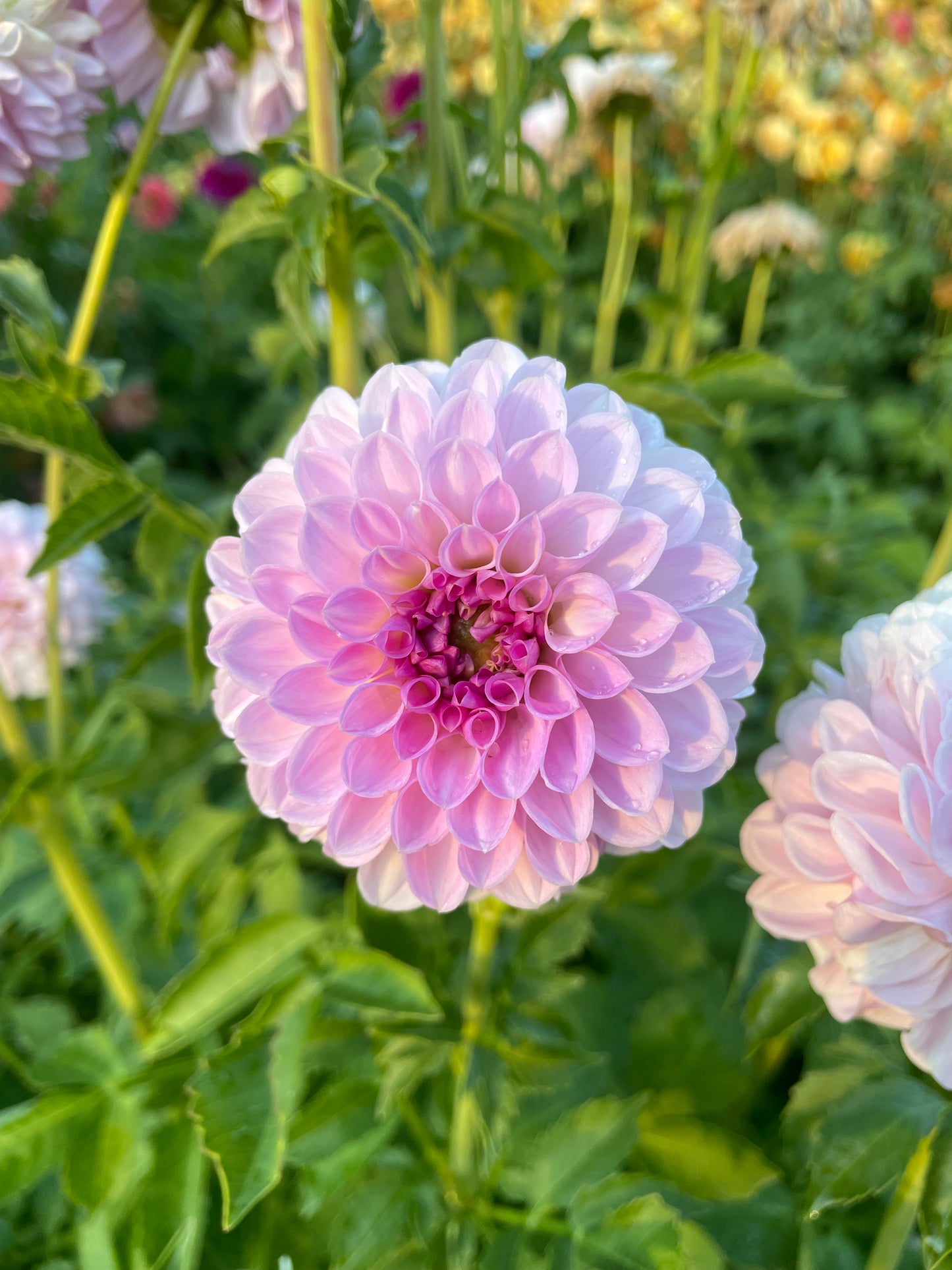 Megan Dean Dahlia Tuber