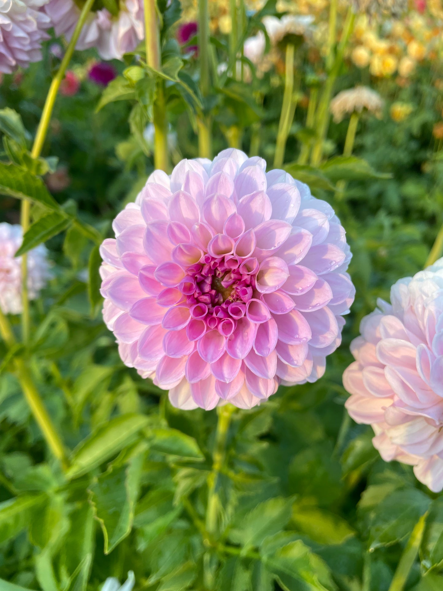 Megan Dean Dahlia Tuber