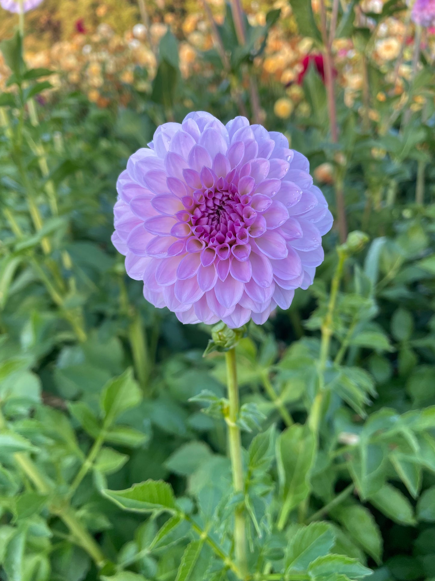 Megan Dean Dahlia Tuber