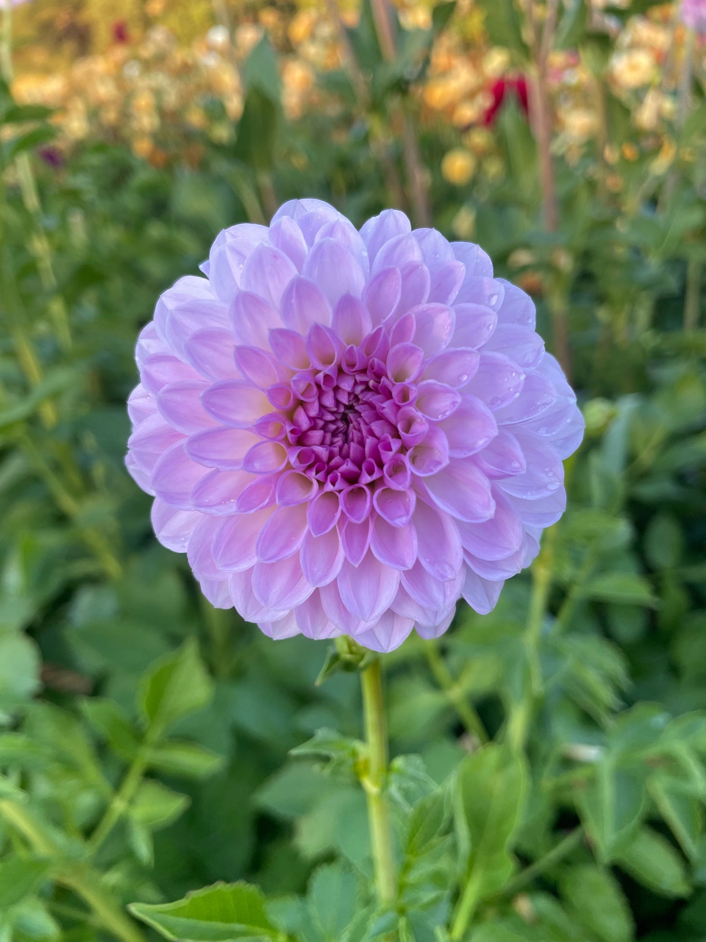 Megan Dean Dahlia Tuber