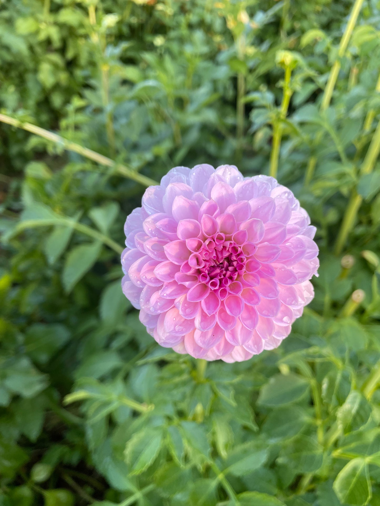 Megan Dean Dahlia Tuber