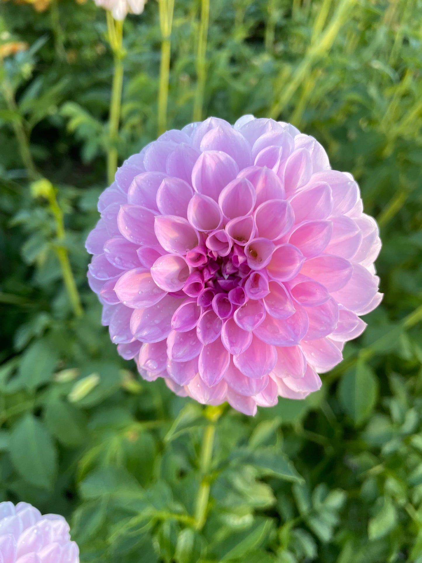 Megan Dean Dahlia Tuber