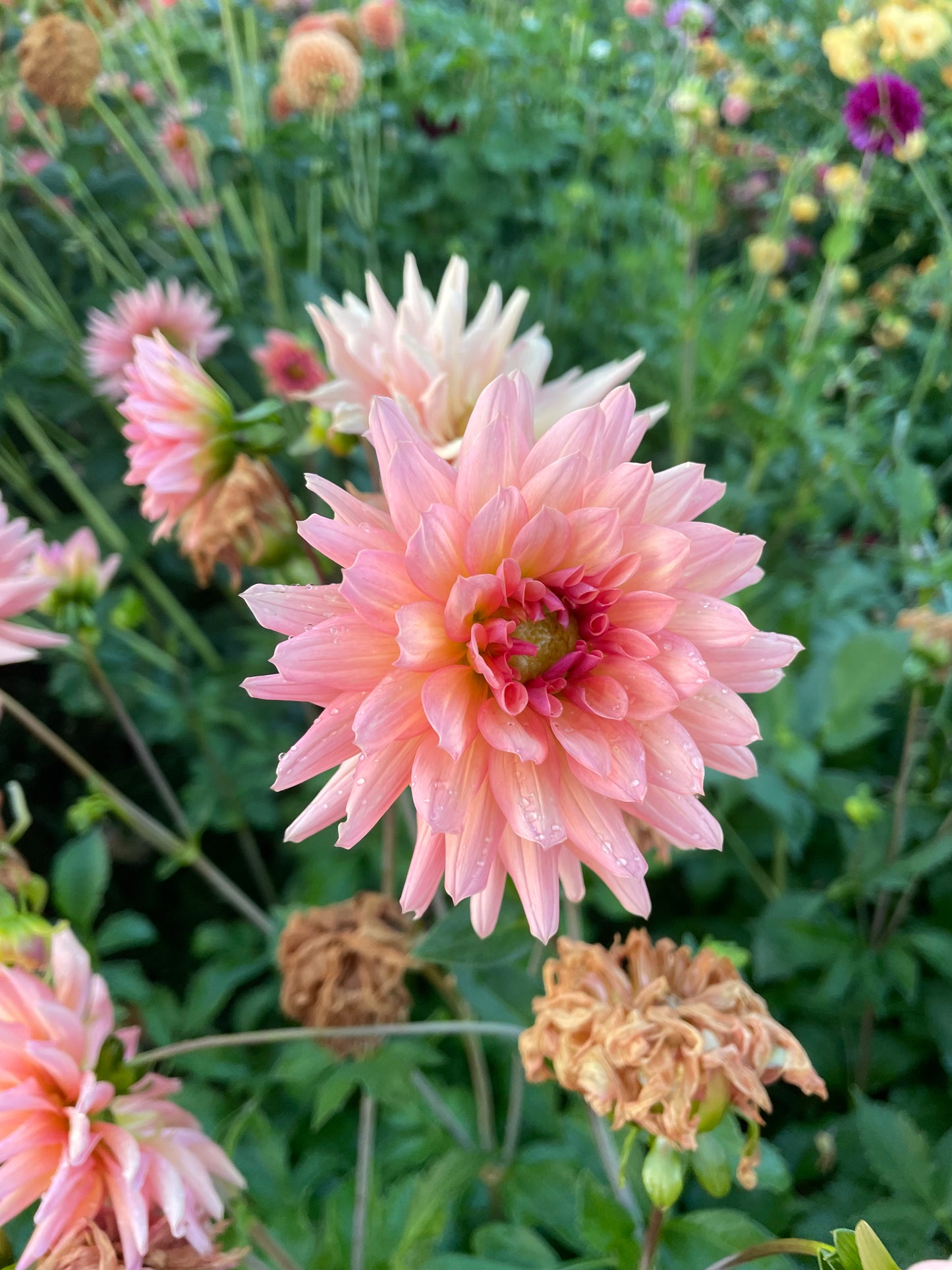 Bo Peep Dahlia Tuber