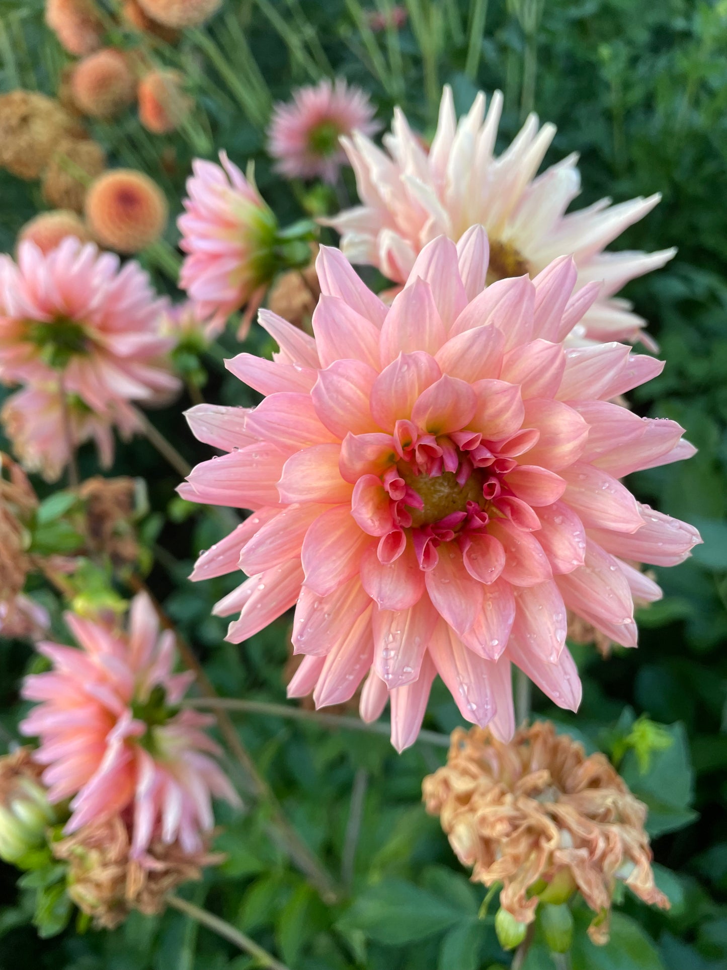 Bo Peep Dahlia Tuber