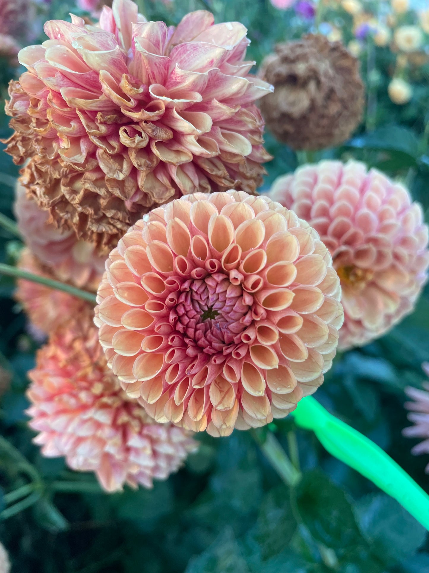 Valley Tawny Dahlia Tuber
