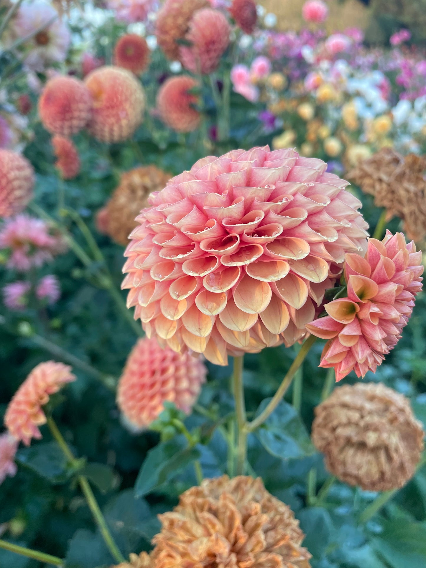 Valley Tawny Dahlia Tuber