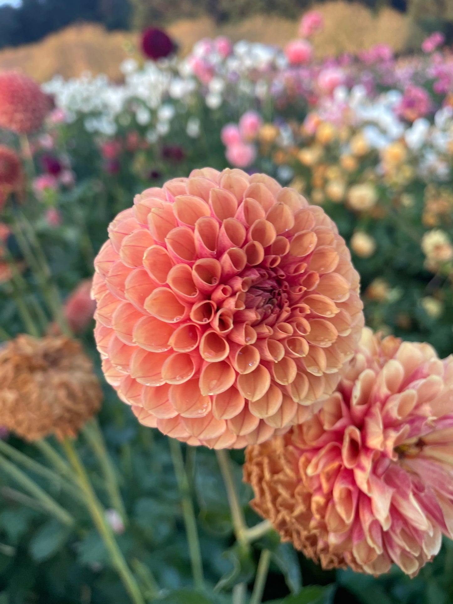 Valley Tawny Dahlia Tuber