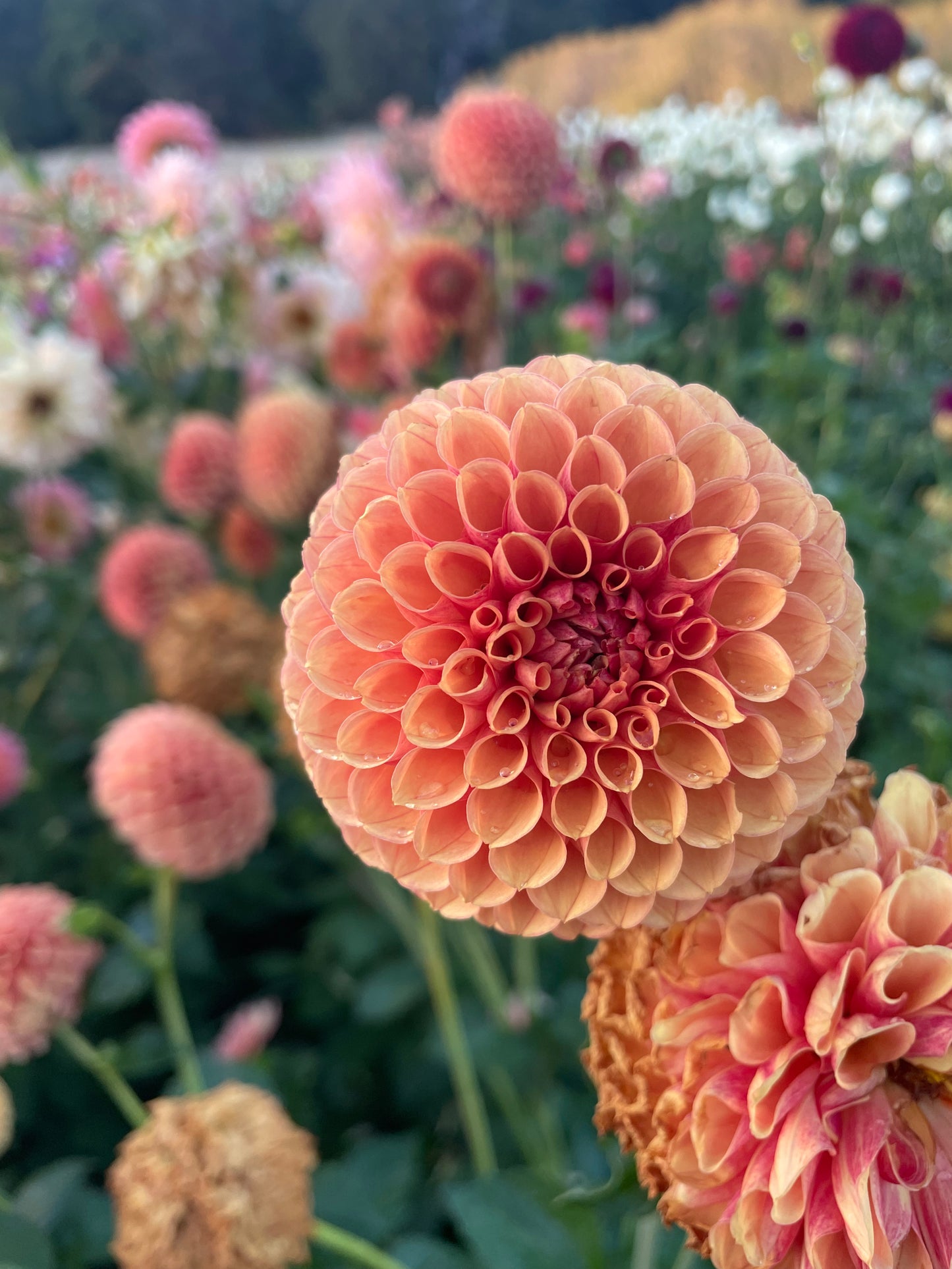 Valley Tawny Dahlia Tuber