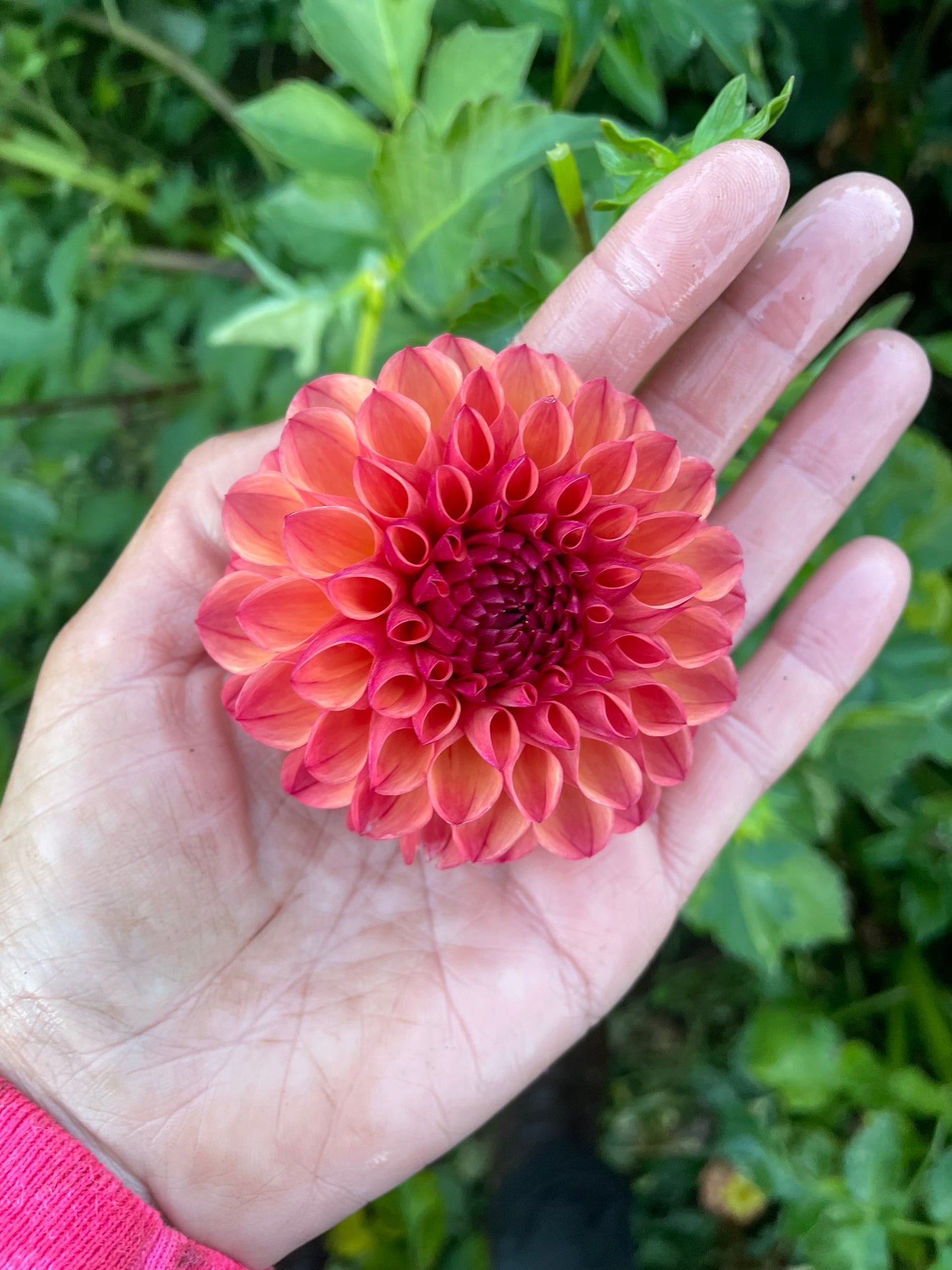 Robin Hood Dahlia Tuber