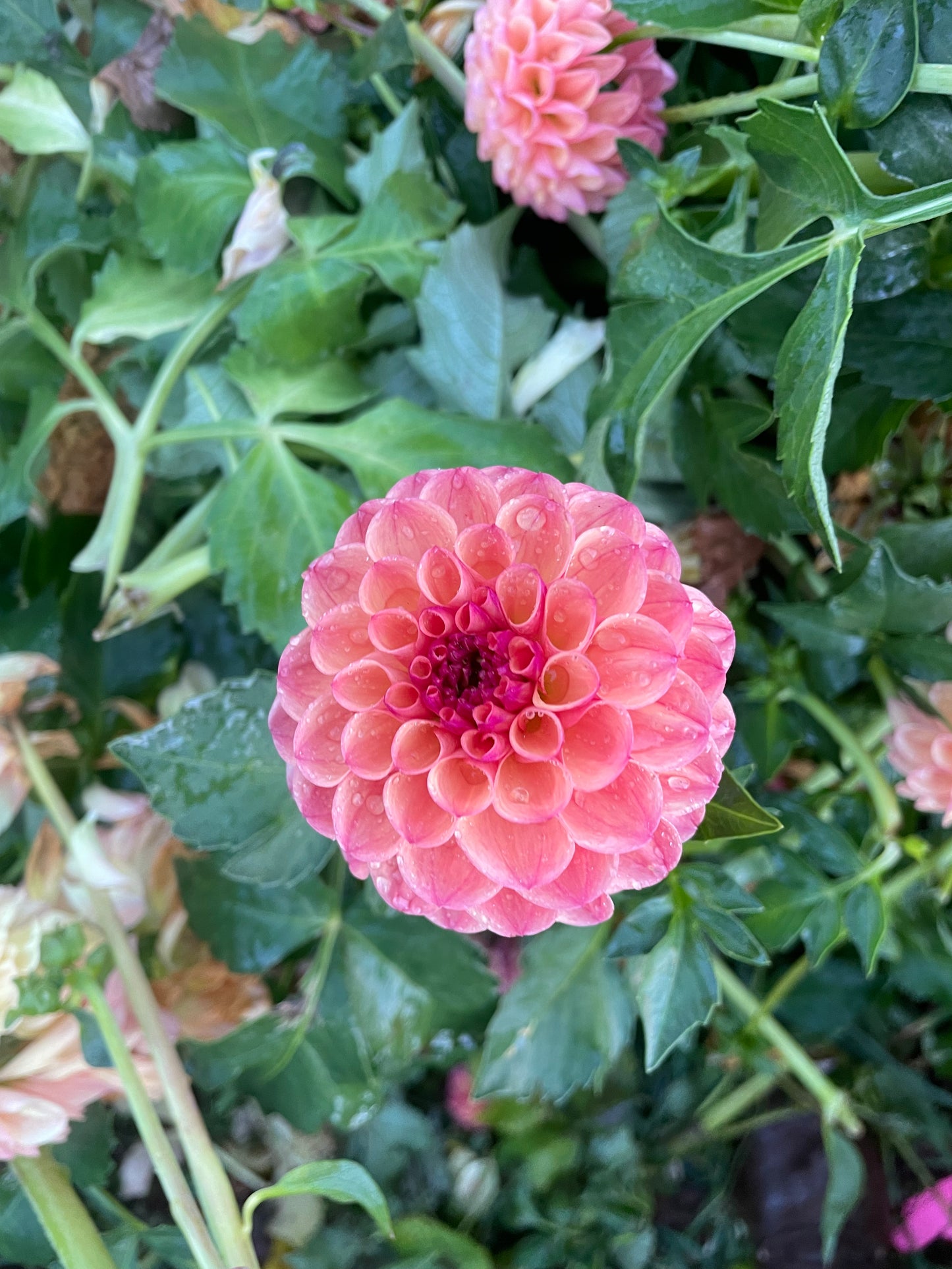 Robin Hood Dahlia Tuber