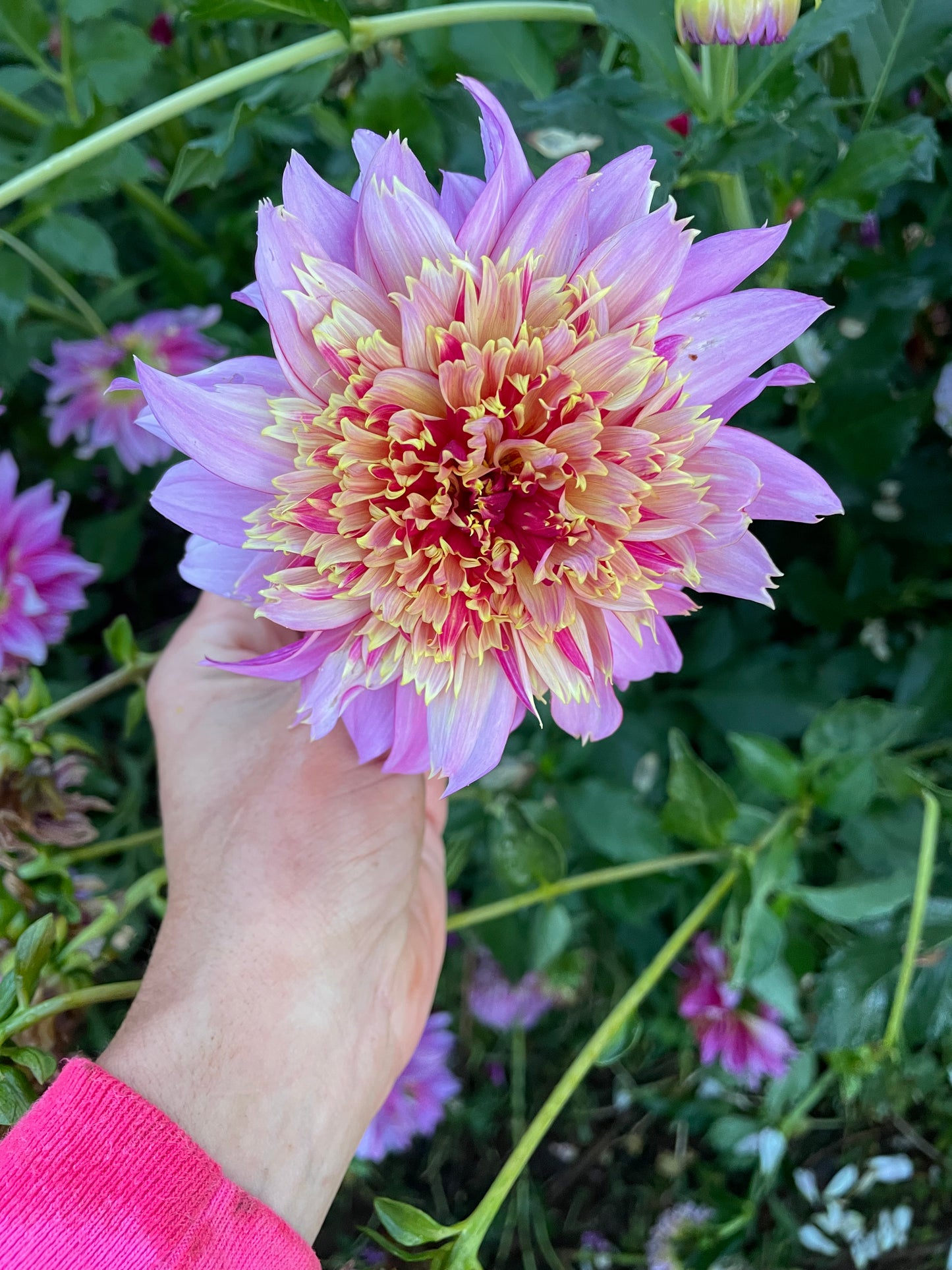 Mambo Dahlia Tuber