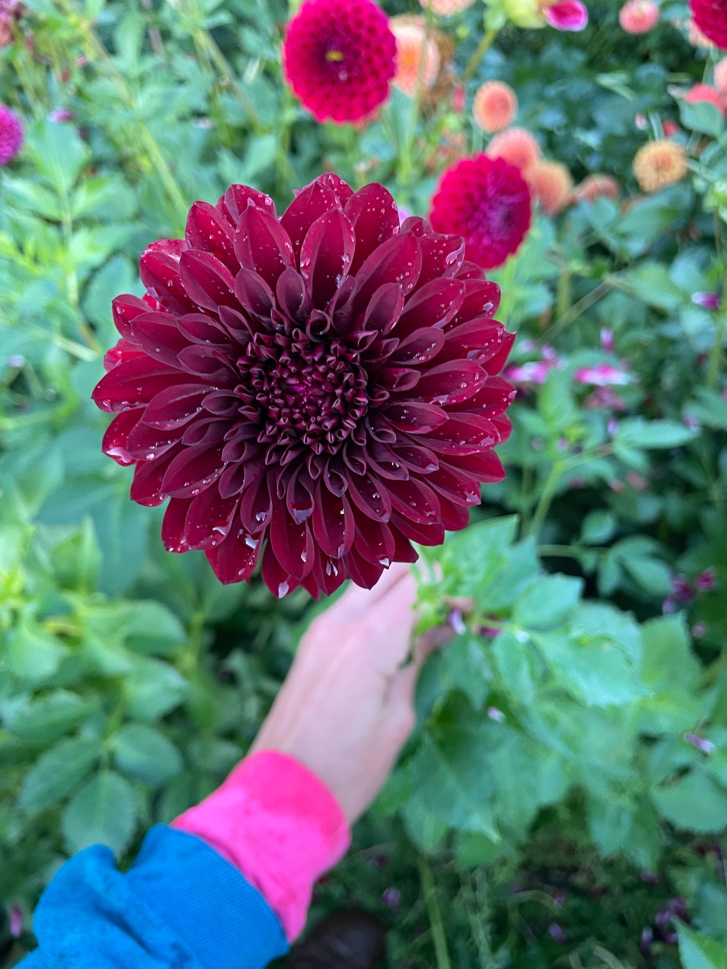 Diva Dahlia Tuber