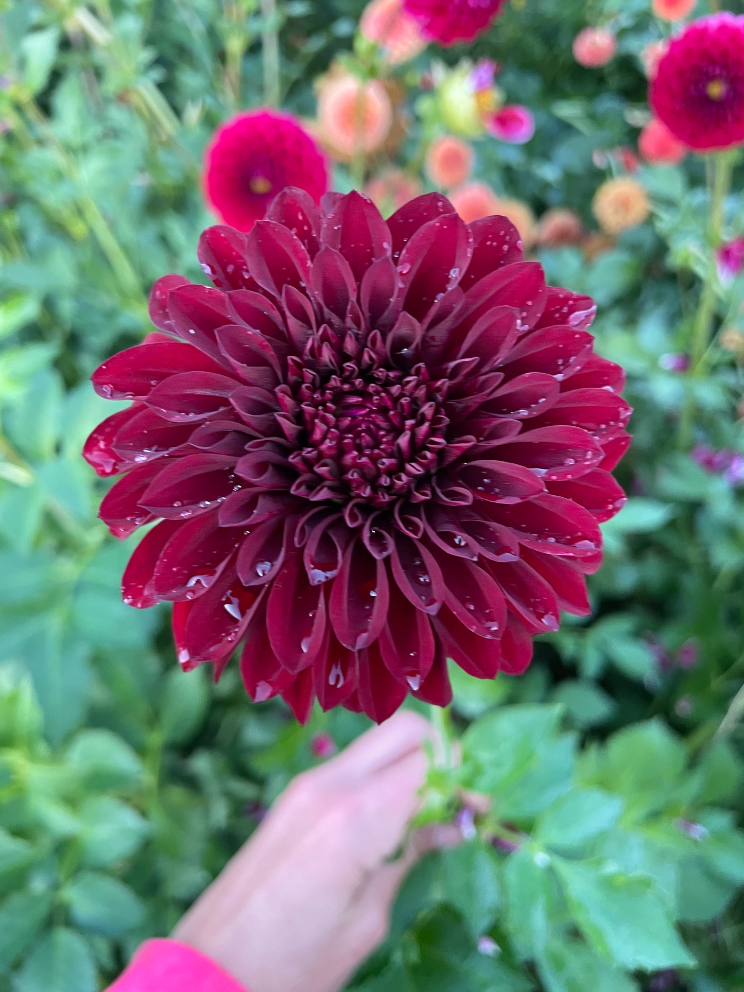 Diva Dahlia Tuber