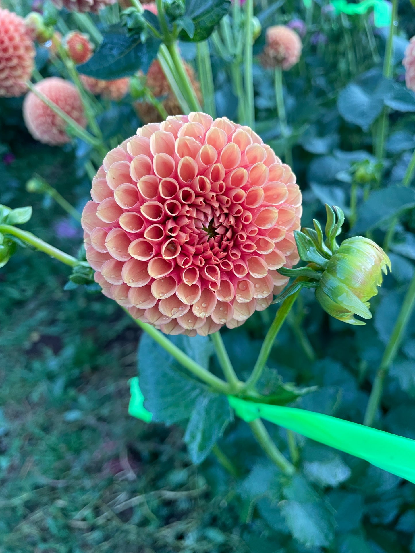 Valley Tawny Dahlia Tuber