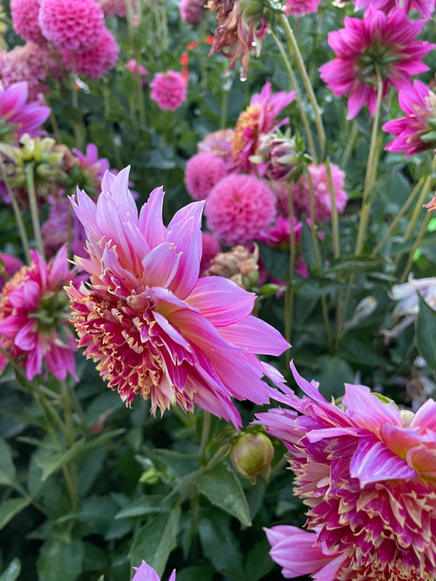 Mambo Dahlia Tuber