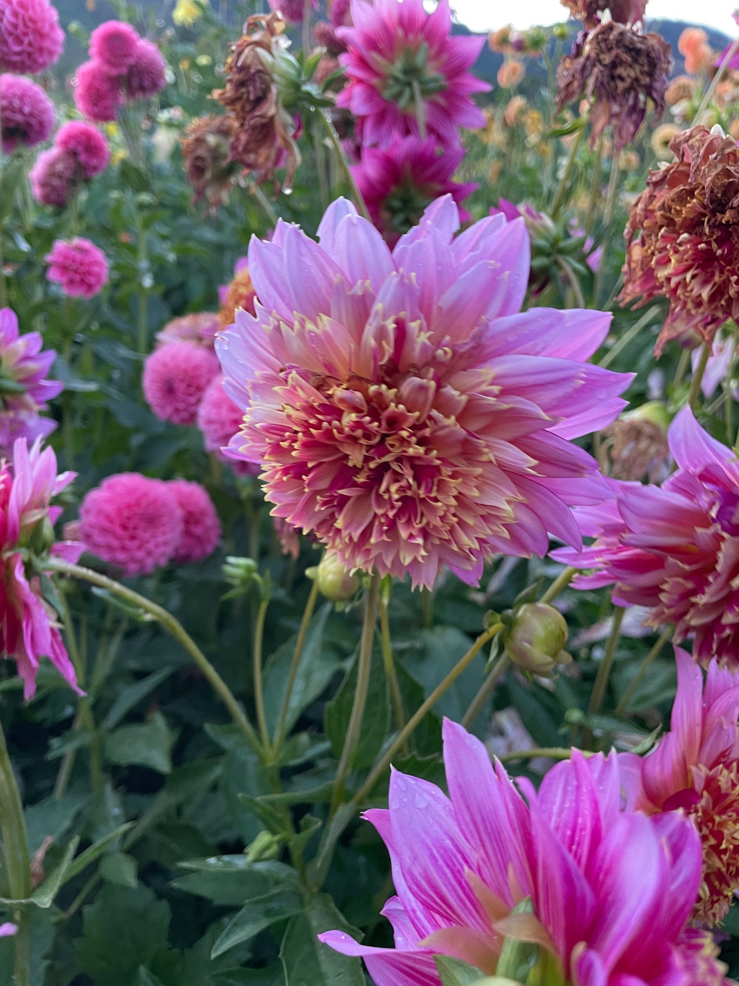 Mambo Dahlia Tuber
