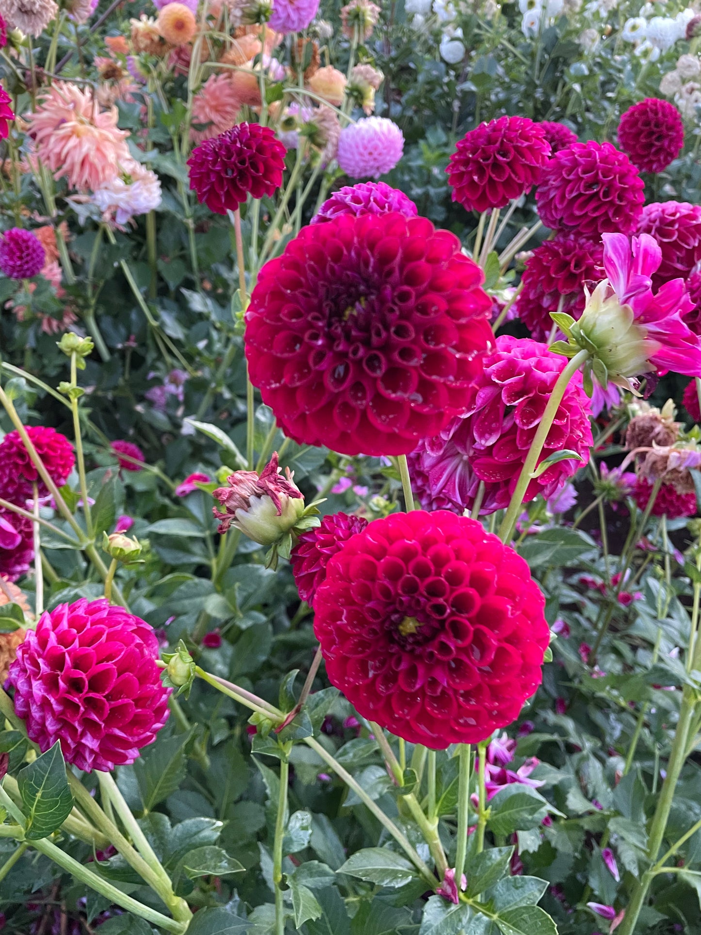 Ivanetti Dahlia Tuber
