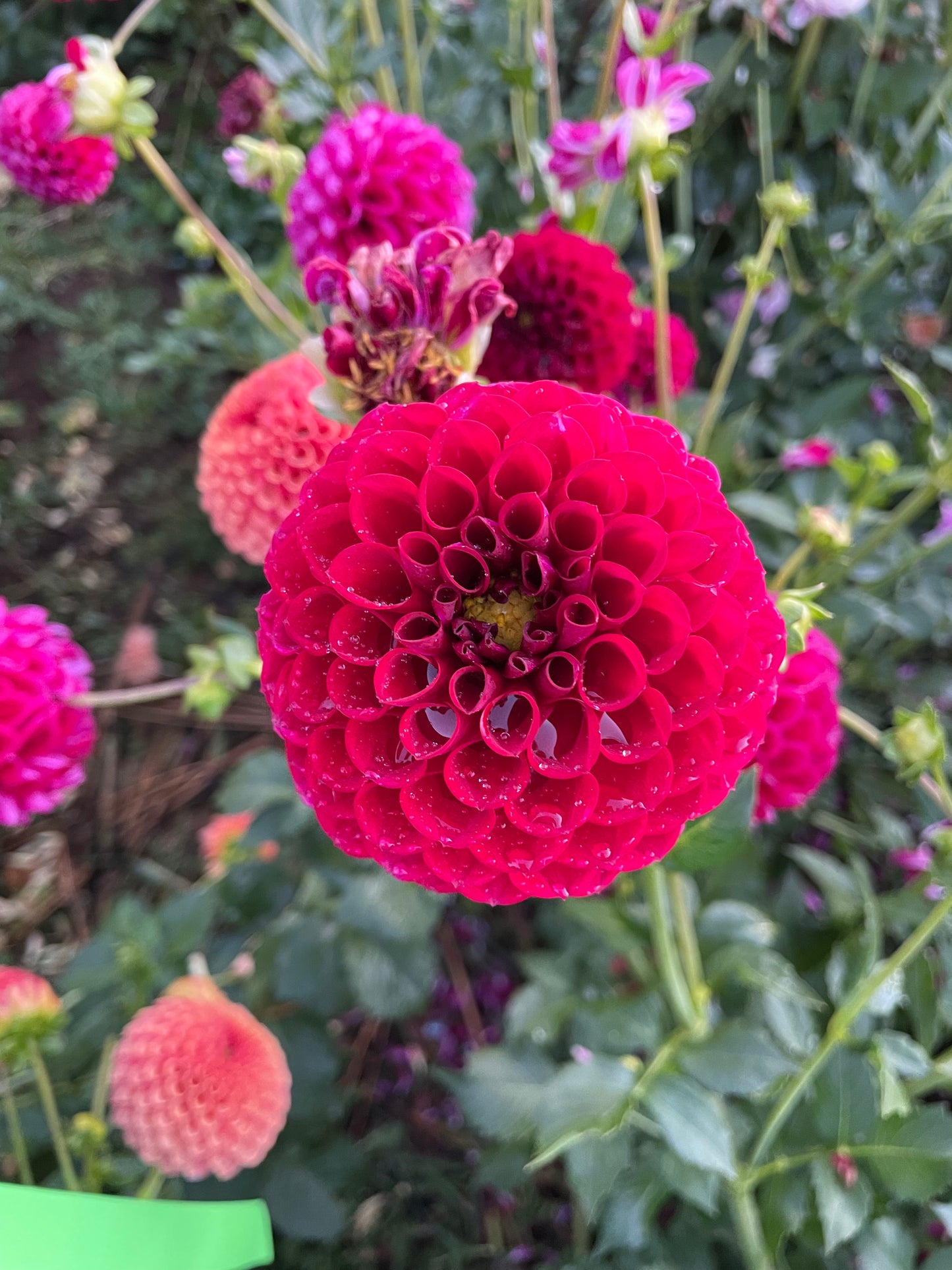 Ivanetti Dahlia Tuber