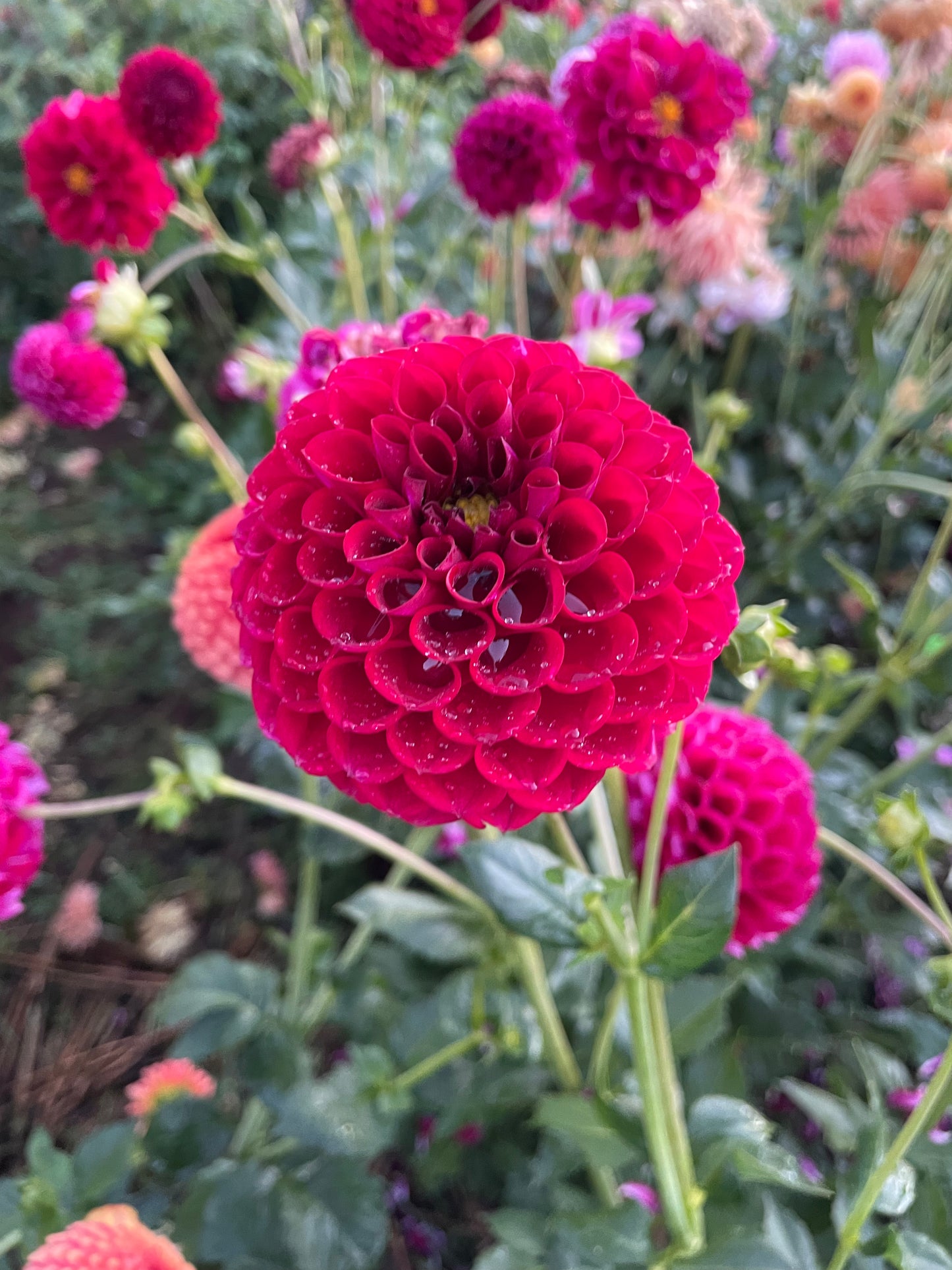Ivanetti Dahlia Tuber