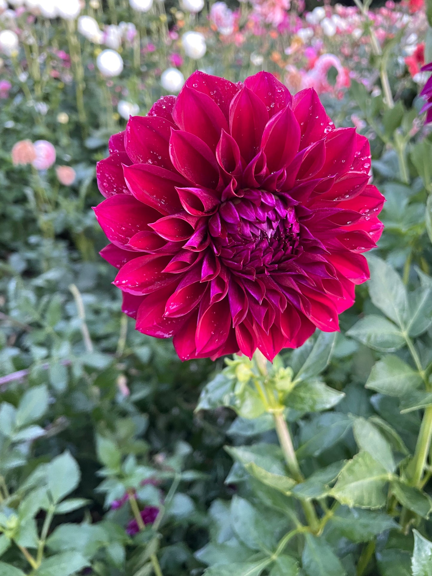 Diva Dahlia Tuber