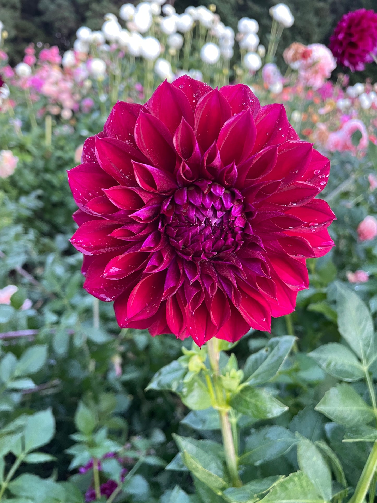 Diva Dahlia Tuber