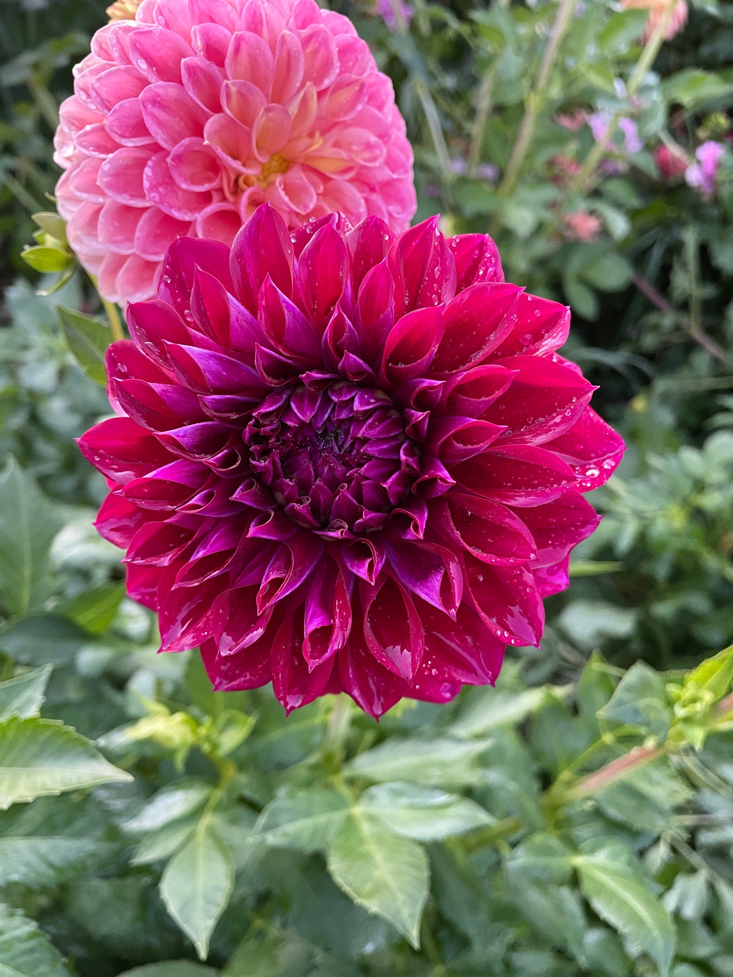 Diva Dahlia Tuber