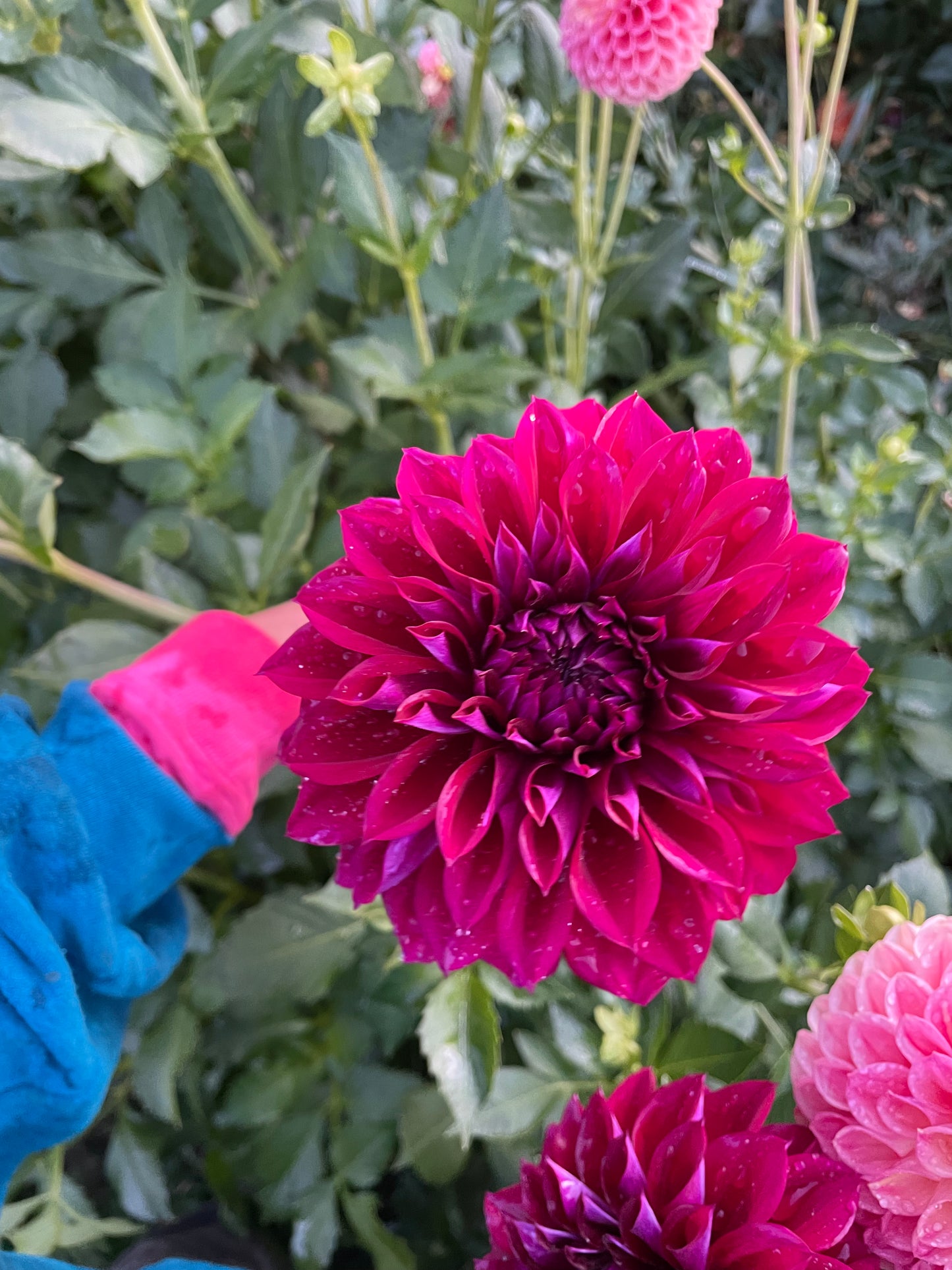 Diva Dahlia Tuber