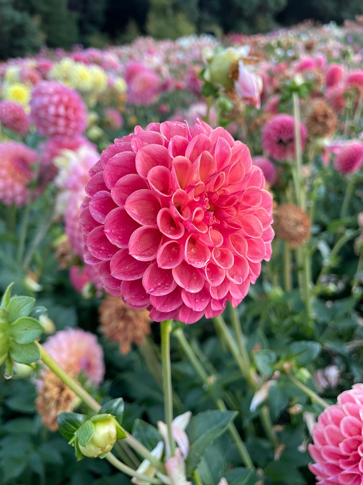 Snoho Doris Dahlia Tuber