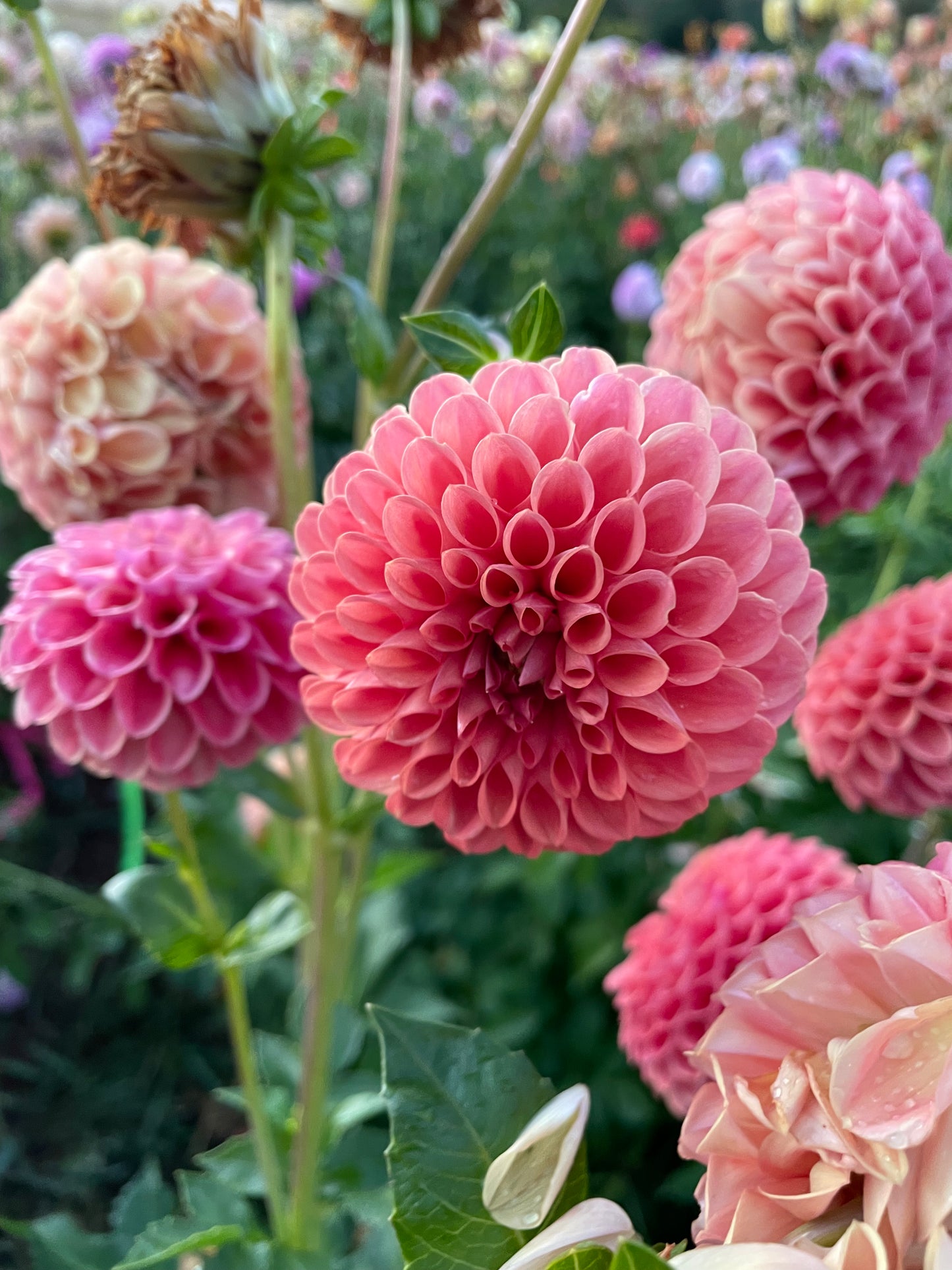 Snoho Doris Dahlia Tuber