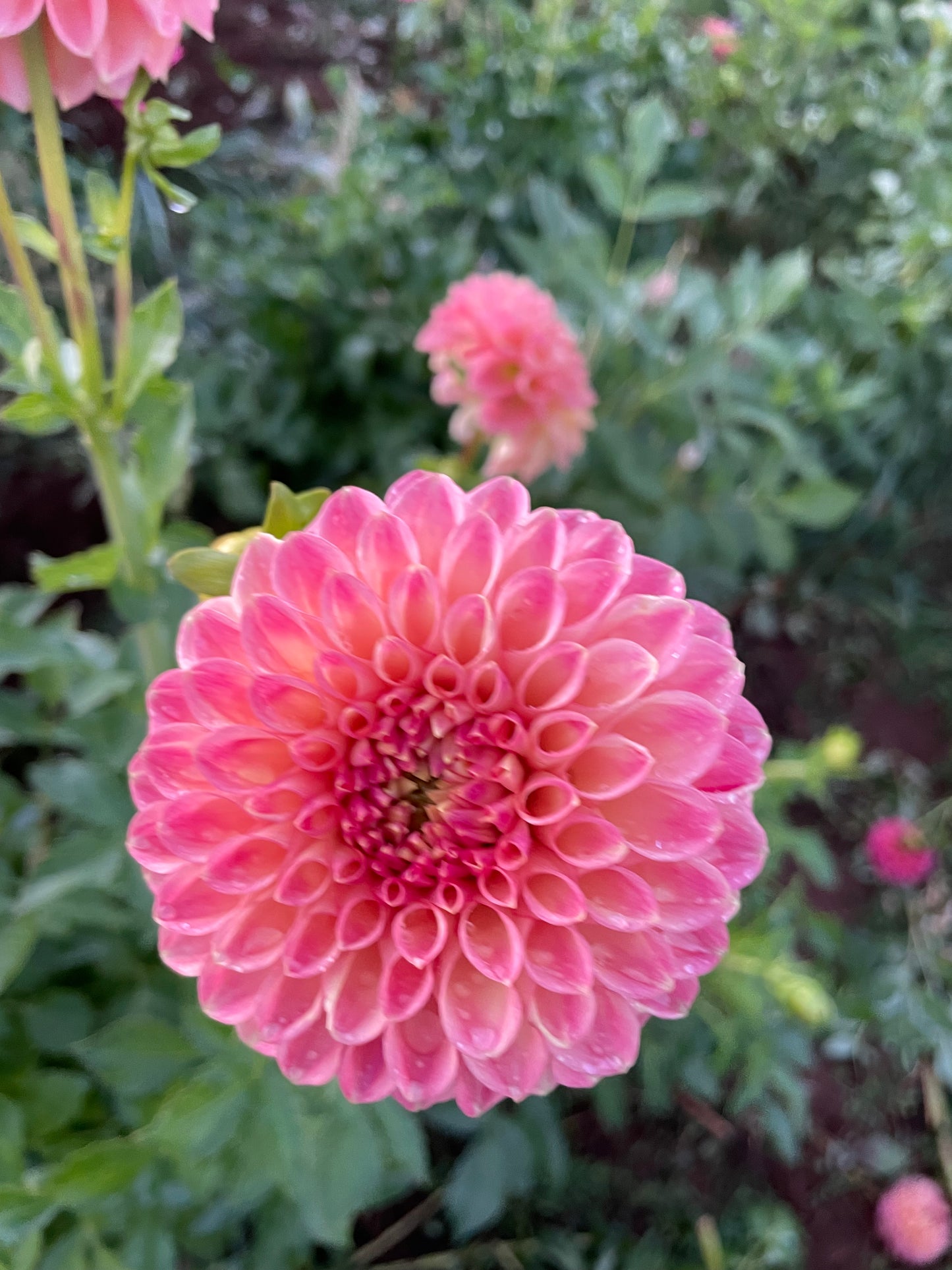 Snoho Doris Dahlia Tuber